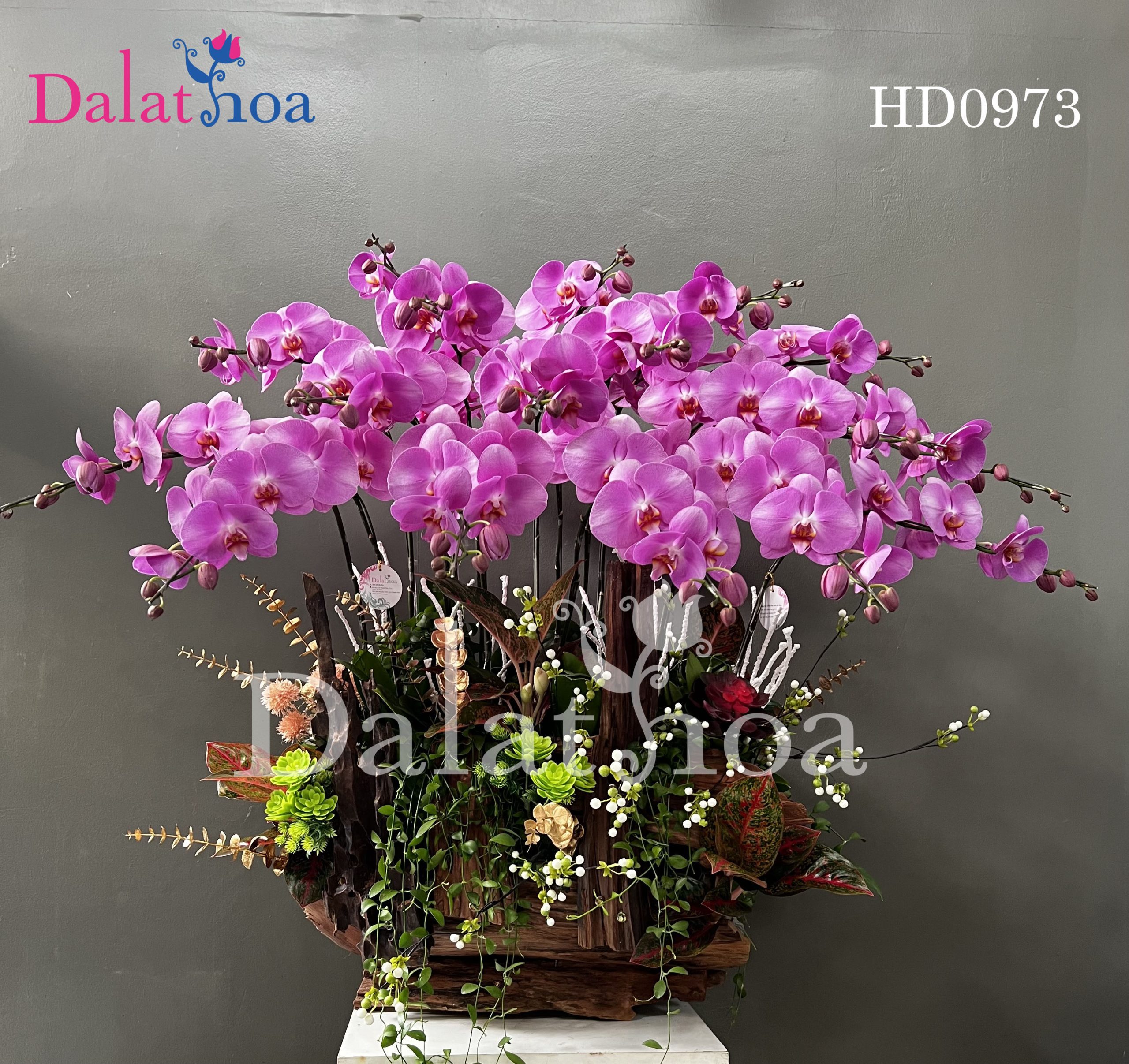 Những Mẫu Hoa Lan Hồ Điệp Sẽ Khuấy Đảo Năm 2025