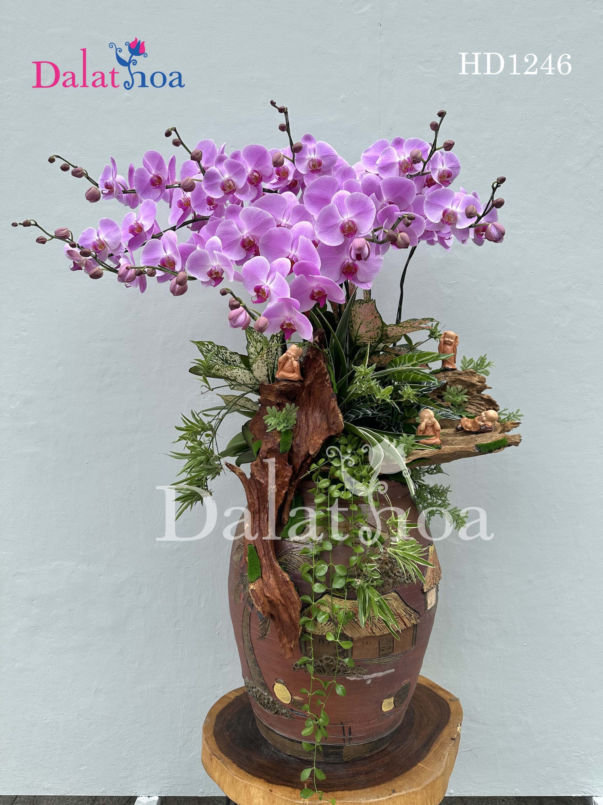 Tận Hưởng Hoa Lan Hồ Điệp Cuối Tuần Cùng Gia Đình