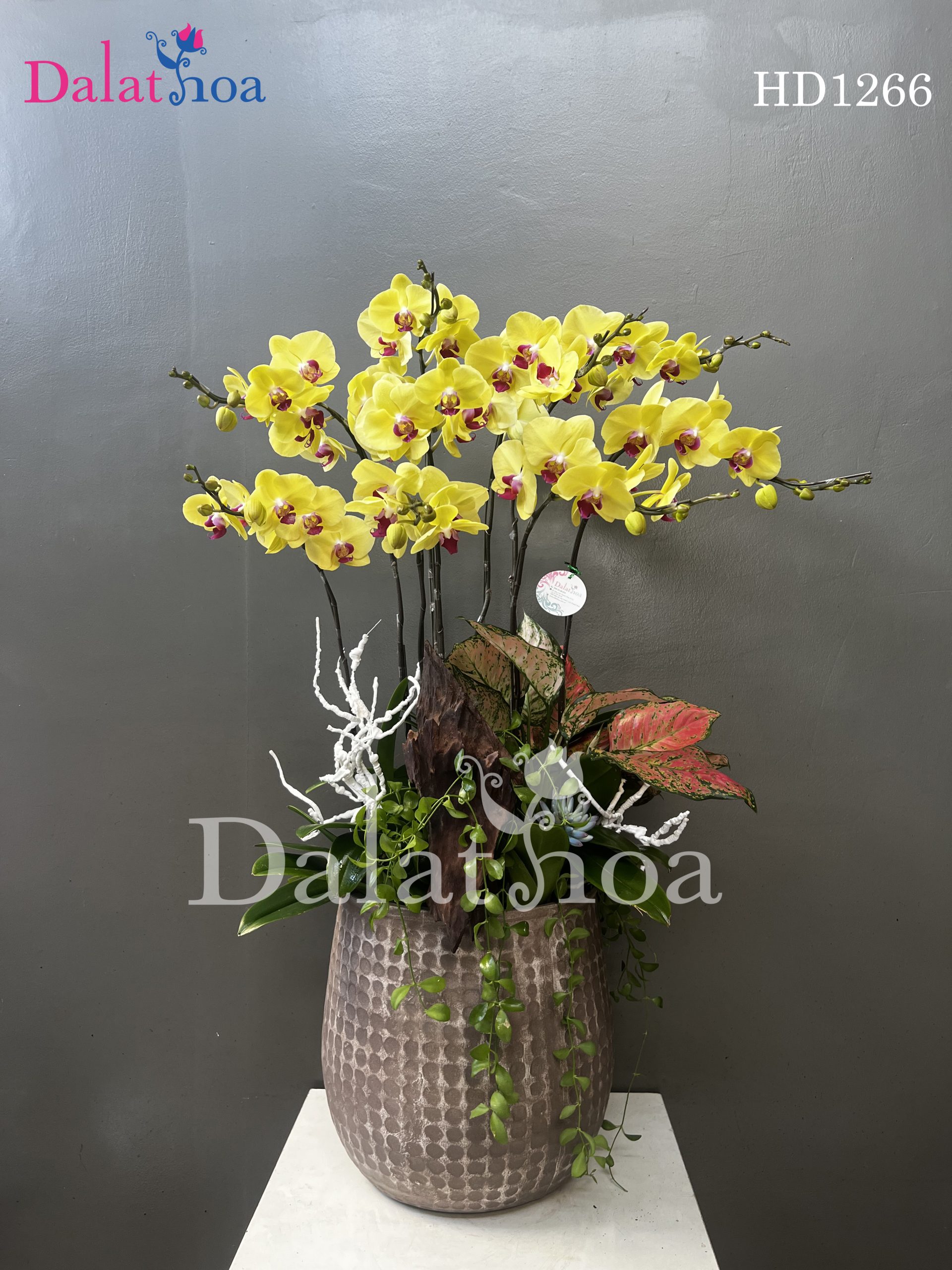 Hoa Lan Hồ Điệp – Nguồn Cảm Hứng Độc Đáo Cho Thiết Kế Thời Trang