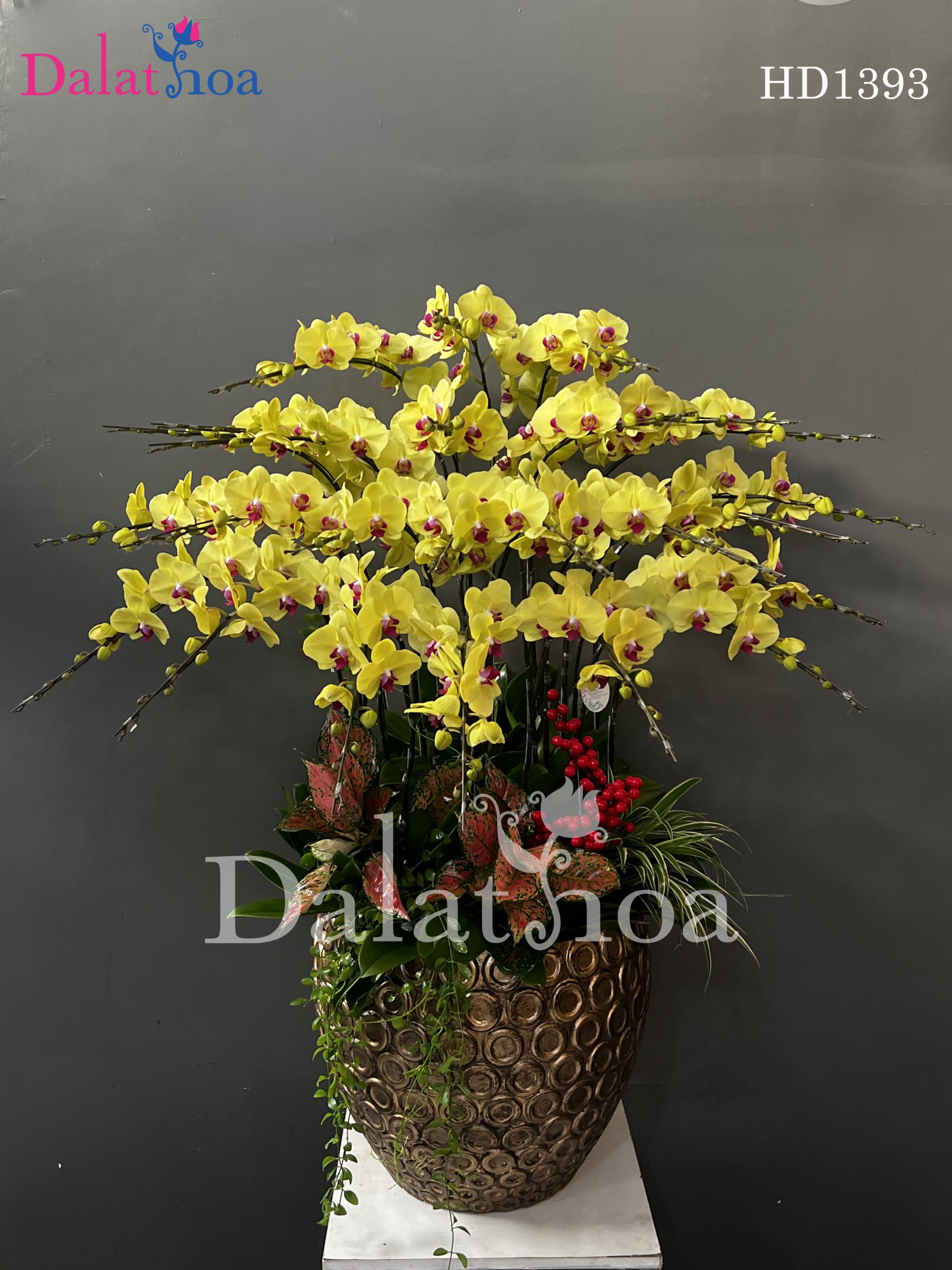 Những Mẫu Hoa Lan Hồ Điệp Sẽ Khuấy Đảo Năm 2025