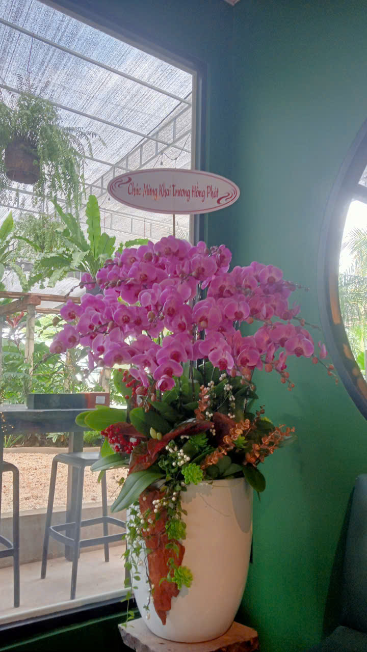 Khi Lan Hồ Điệp Cũng Biết Khó Chịu Lúc Nắng Lúc Mưa