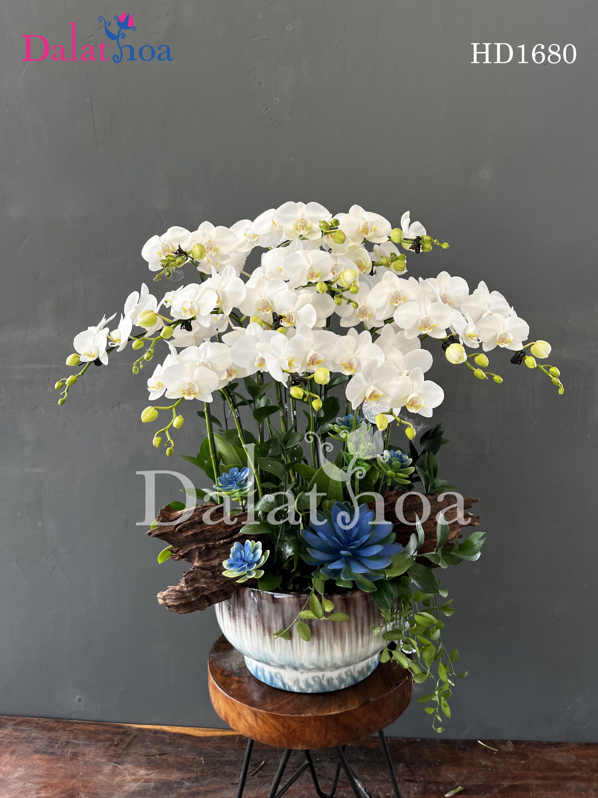 Đàn Ông Chăm Hoa Lan Hồ Điệp: Một Đam Mê Đầy Tinh Tế