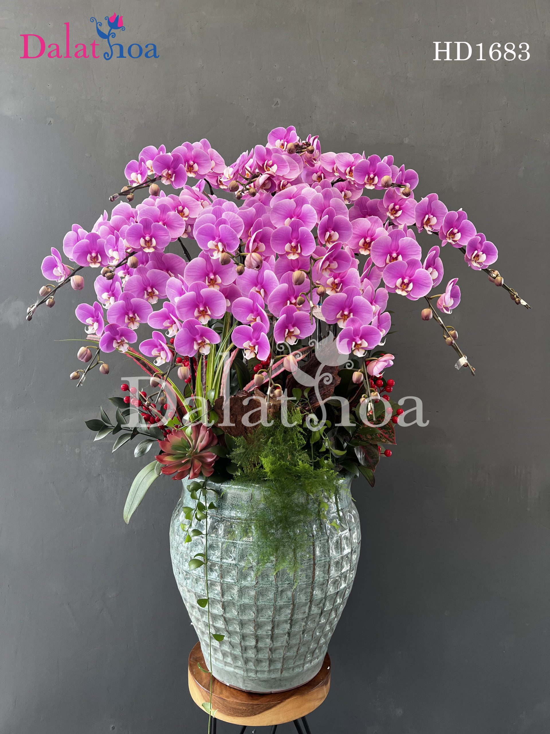 Tận Hưởng Hoa Lan Hồ Điệp Cuối Tuần Cùng Gia Đình