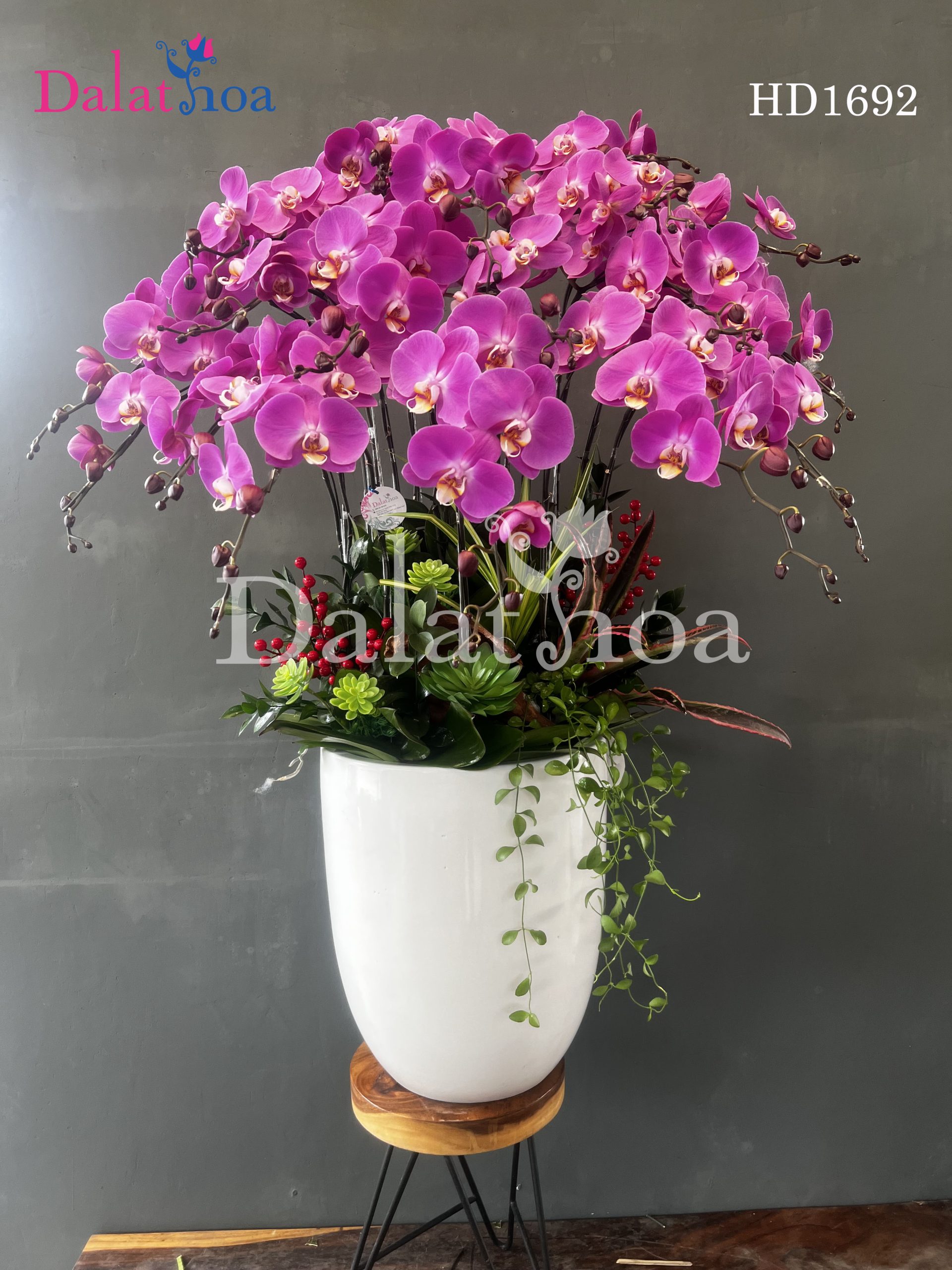 Liệu Mọi Người Có Đang Quên Đi Vẻ Đẹp Và Ý Nghĩa Thật Sự Của Hoa Lan Hồ Điệp?