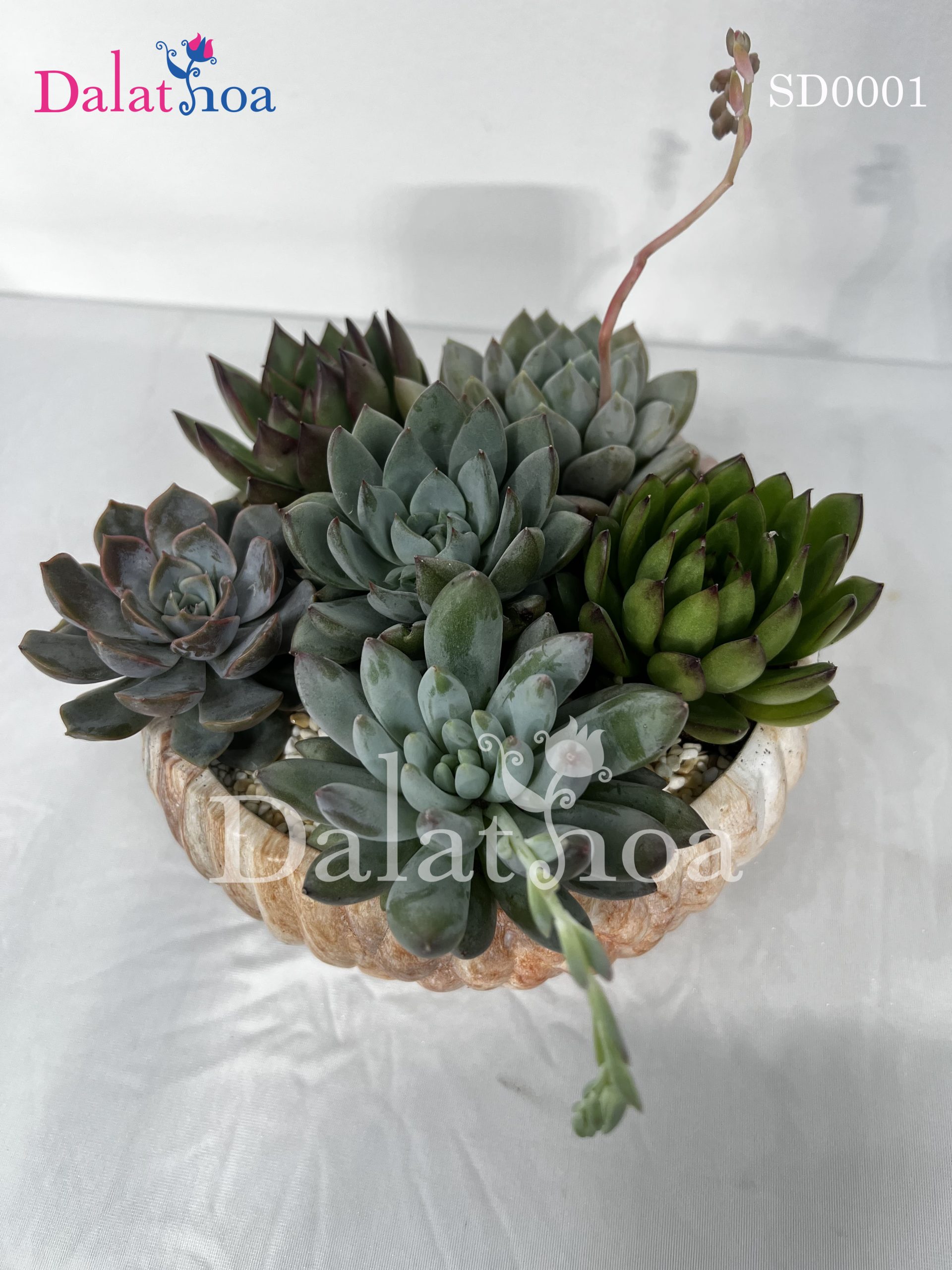 Những Câu Chuyện Cảm Động Trong Ngày 8/3