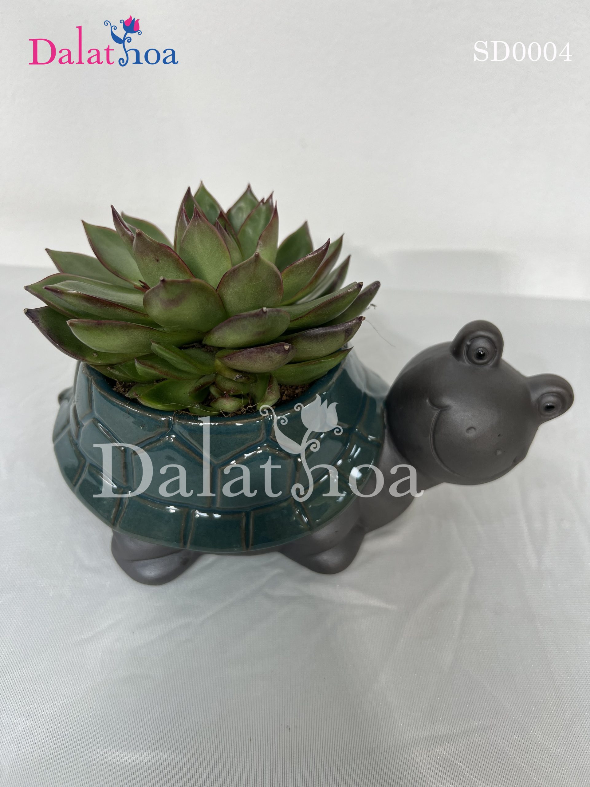 Ưu Đãi Đặc Biệt 8/3: Mua Lan Hồ Điệp Tặng Chậu Cây Xinh Xắn Tại Dalathoa