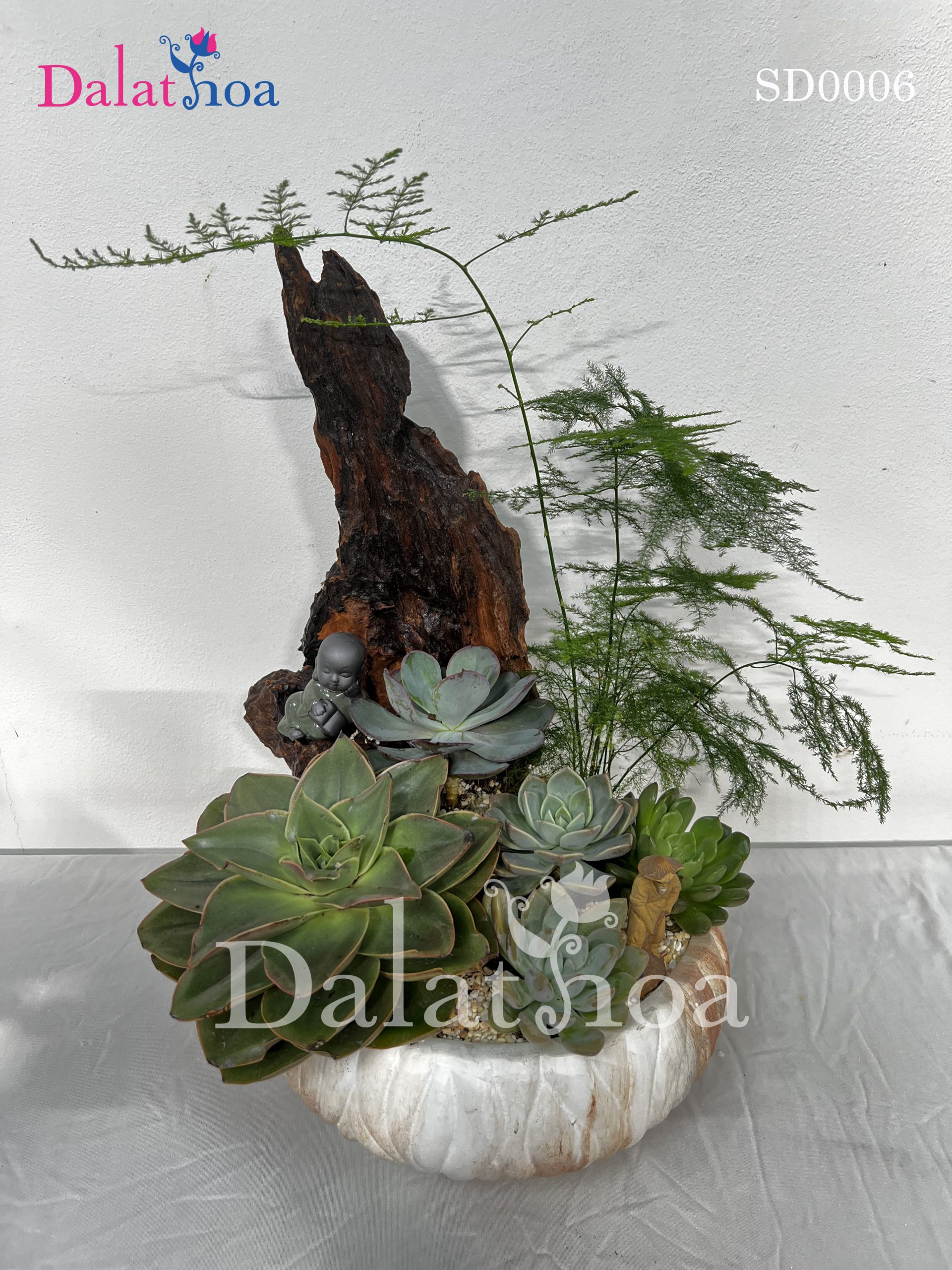 Lan Hồ Điệp Dalathoa: Tặng Phẩm Sang Trọng, Ý Nghĩa Cho Ngày 8/3