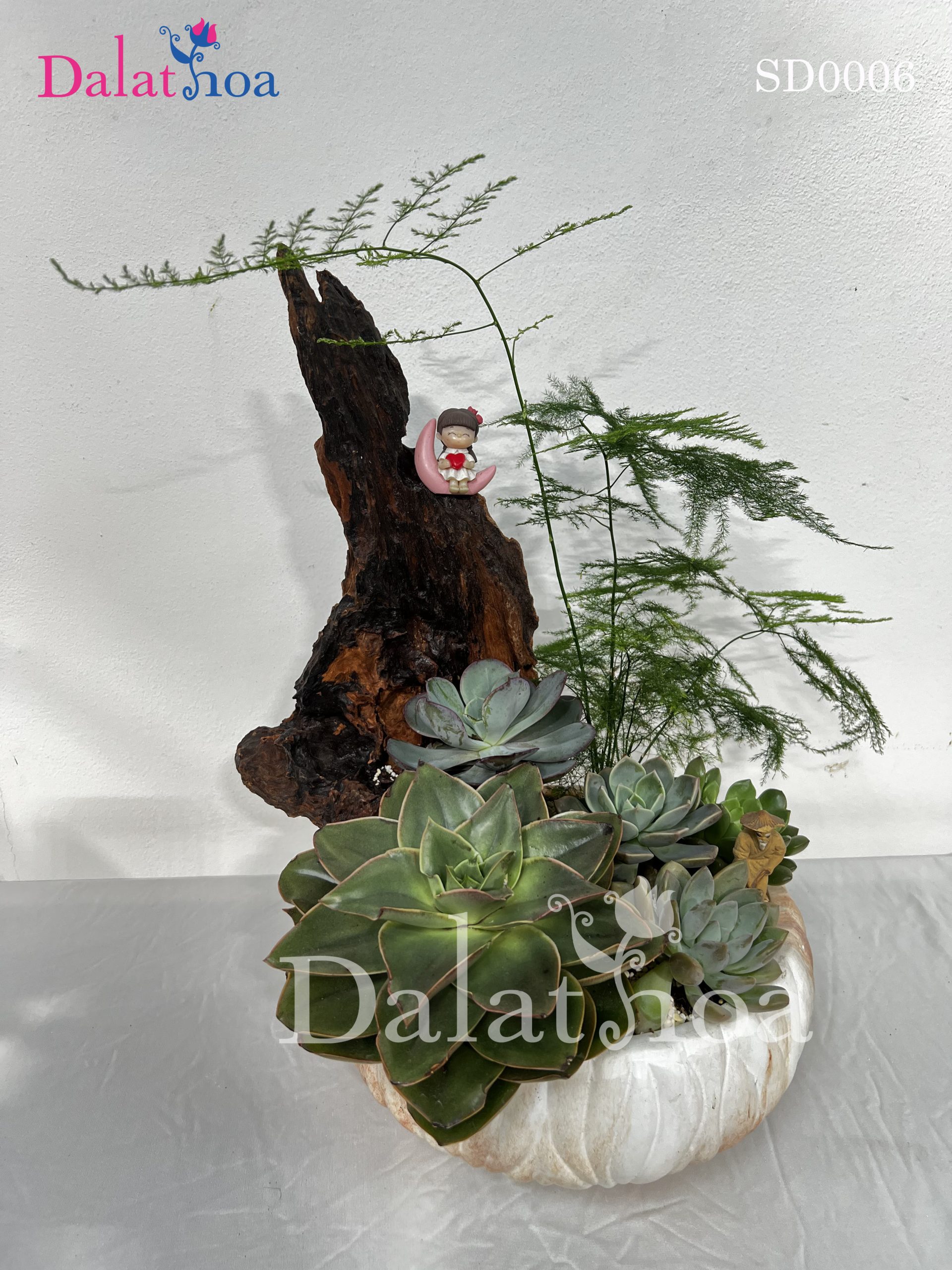 Ưu Đãi Đặc Biệt 8/3: Mua Lan Hồ Điệp Tặng Chậu Cây Xinh Xắn Tại Dalathoa