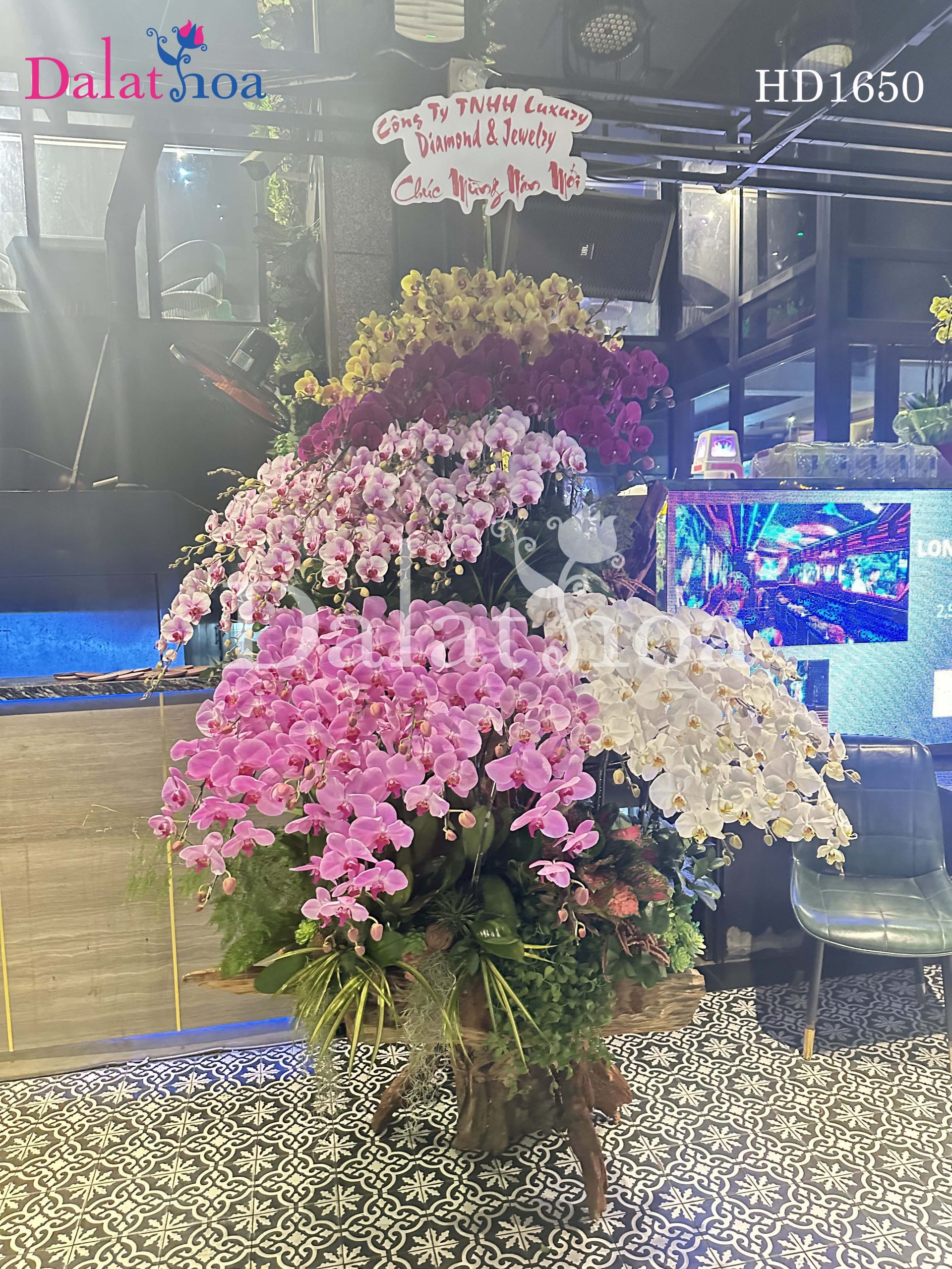 Vẻ Đẹp Rực Rỡ Hoa Lan Hồ Điệp Khi Được Yêu Thương