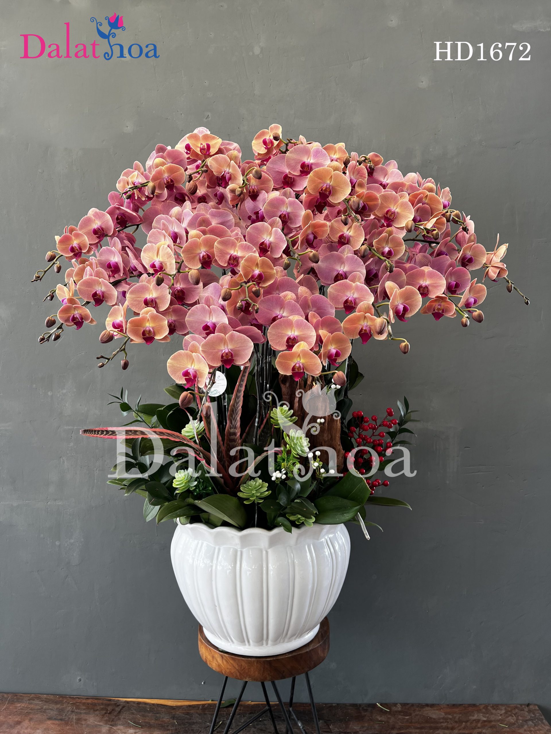 Hoa Lan Hồ Điệp – Người Bạn Dịu Dàng Của Tinh Thần