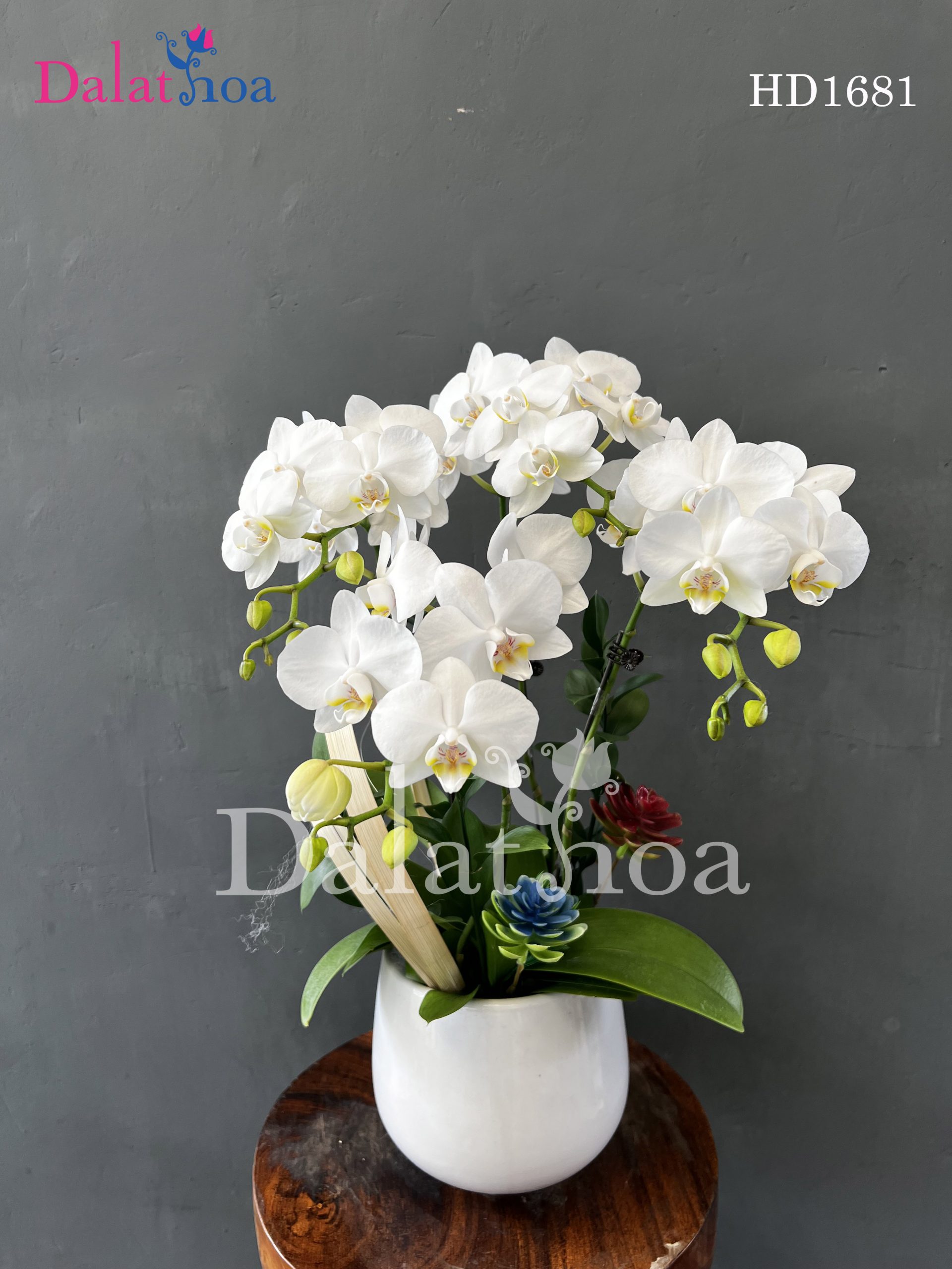 Hoa Lan Hồ Điệp Cô Lập Vì Khác Biệt Hay Vì Lỗi Lầm Của Chính Mình?