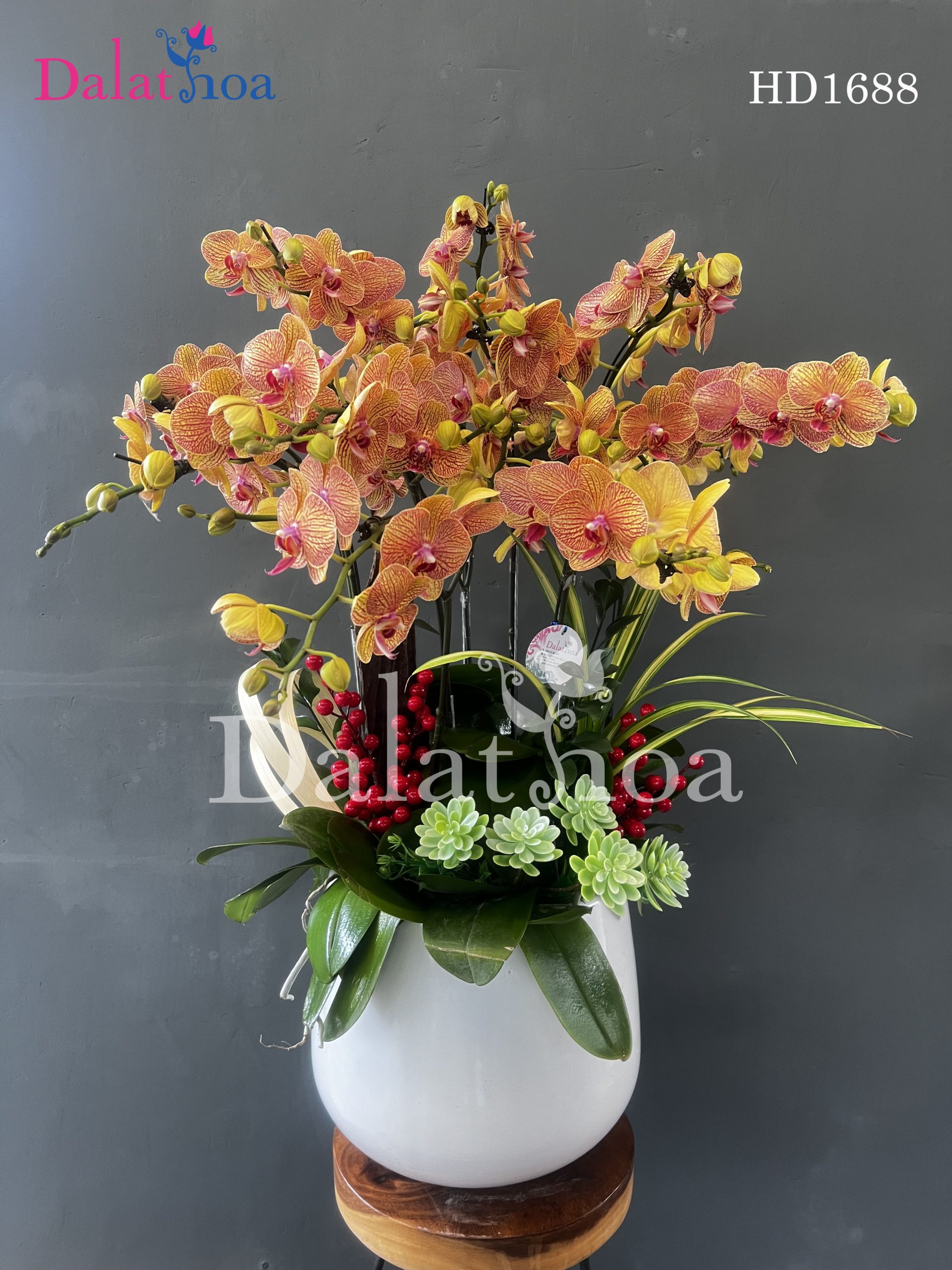 Hoa Lan Hồ Điệp – Người Bạn Dịu Dàng Của Tinh Thần