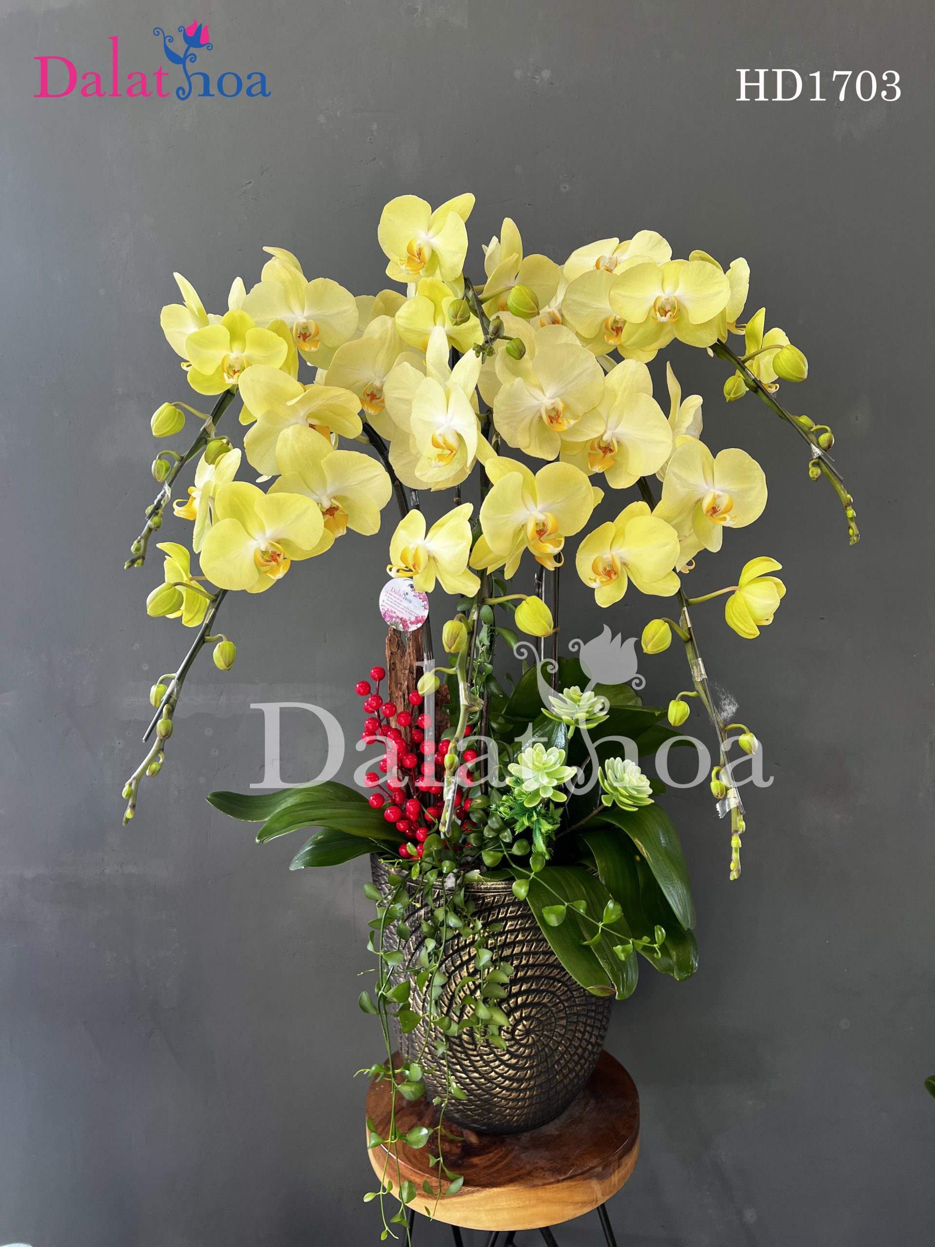 Hoa Lan Hồ Điệp – Vẻ Đẹp Kiêu Sa Khó Cưỡng