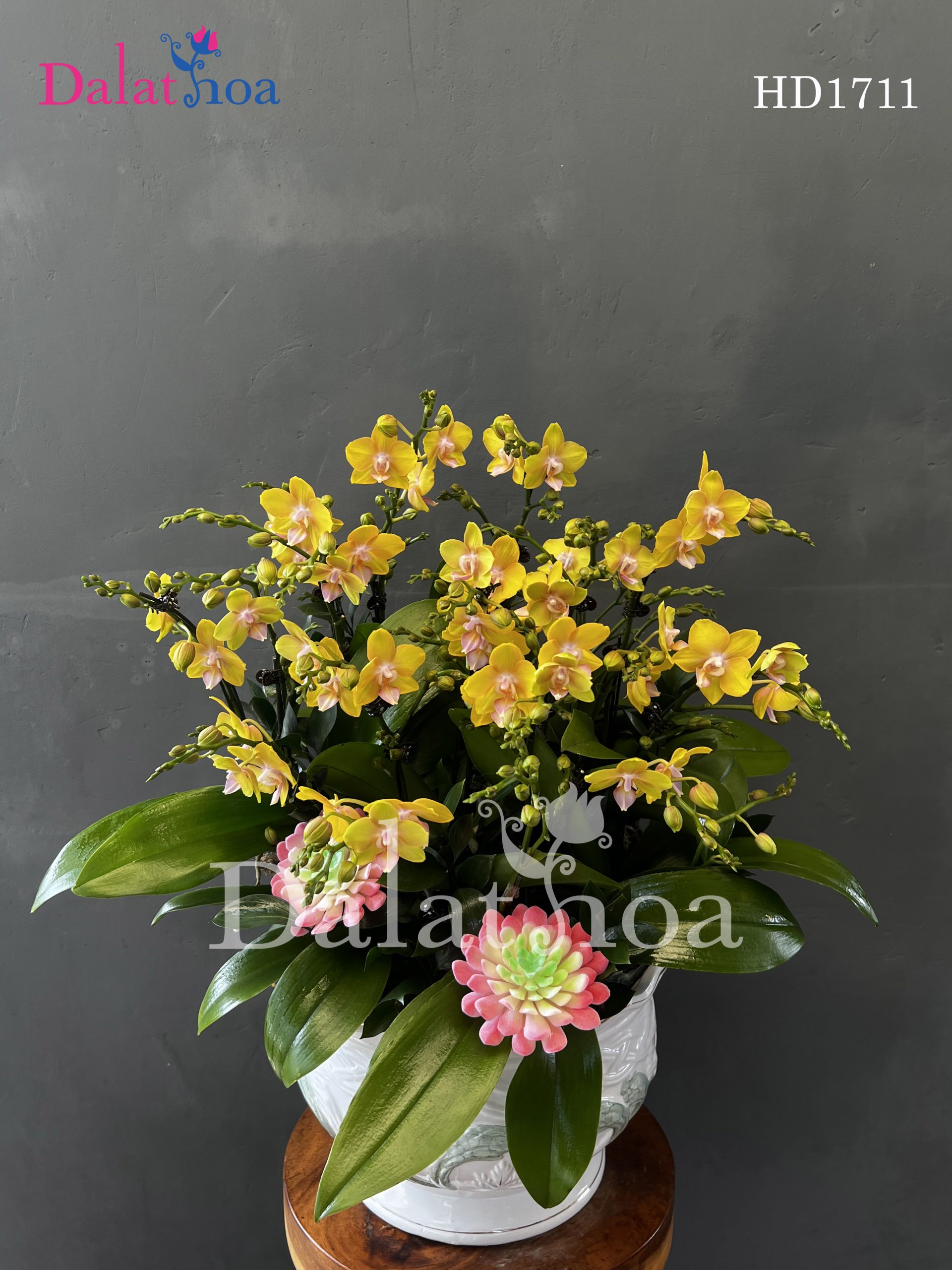 Hoa Lan Hồ Điệp Cũng Có Khi “Khẩu Nghiệp” Trước Sự Bất Bình