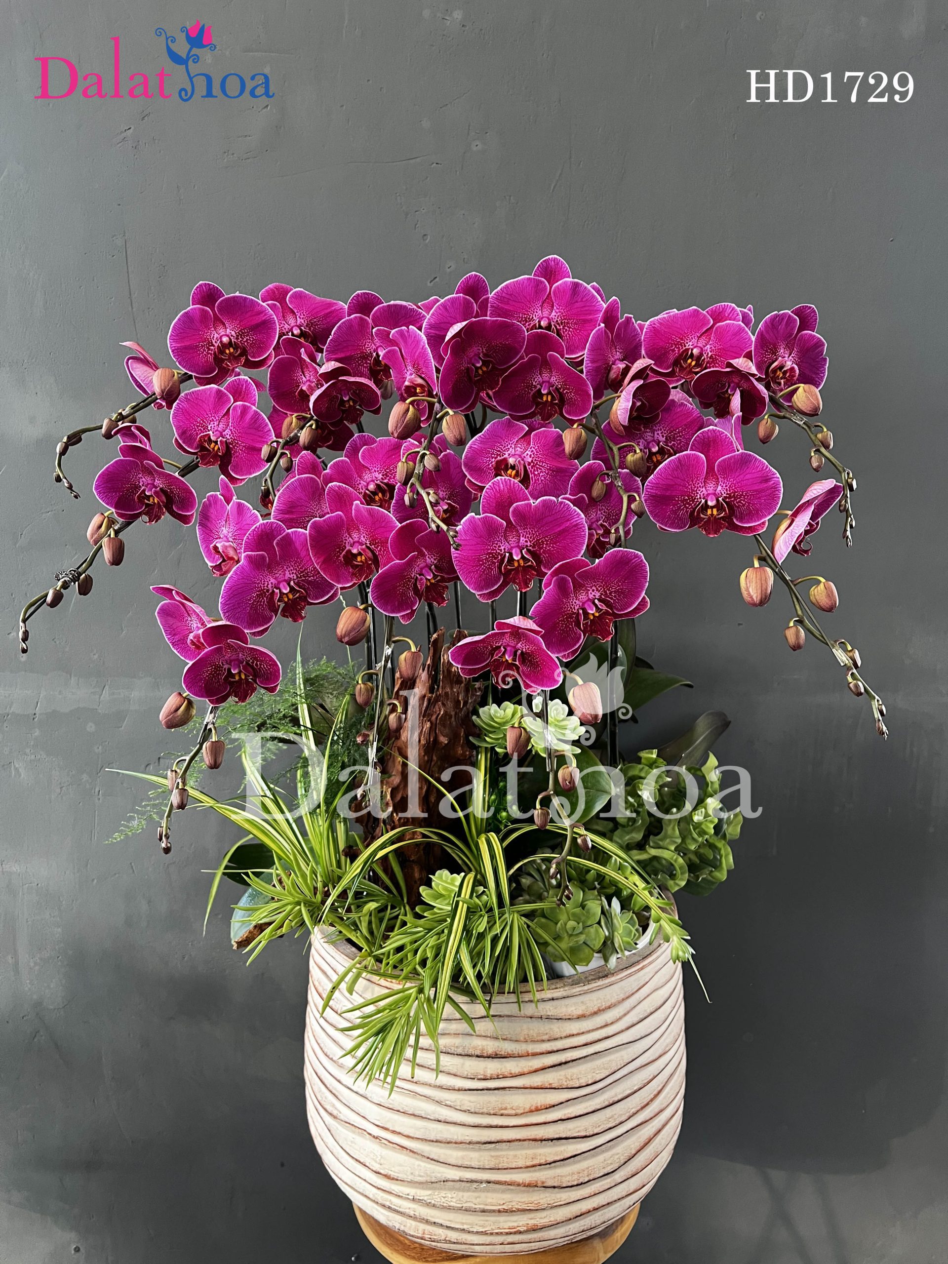 Vẻ Đẹp Rực Rỡ Hoa Lan Hồ Điệp Khi Được Yêu Thương