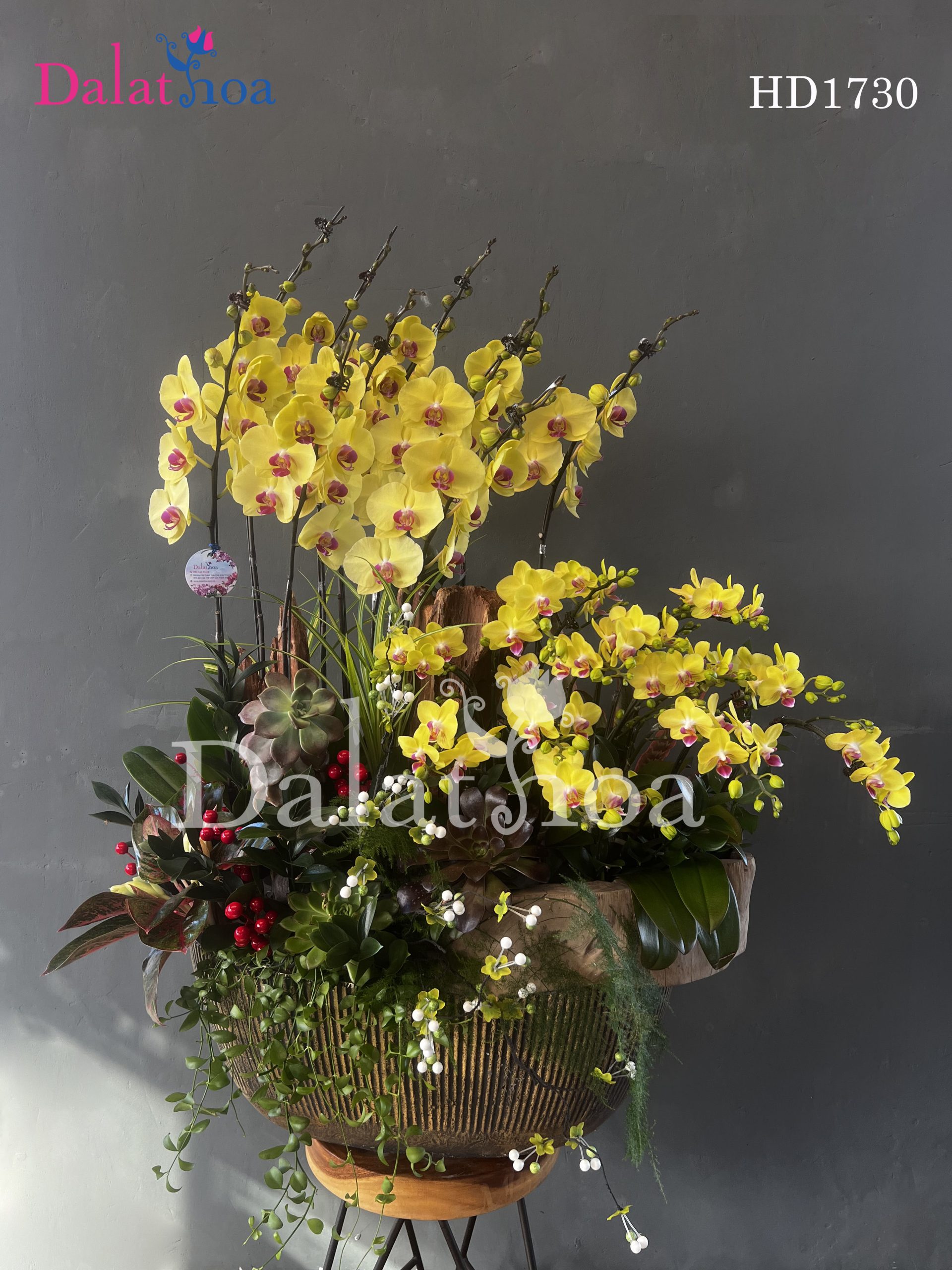 Hoa Lan Hồ Điệp Vẻ Đẹp Dịu Dàng Trong Những Ngày Mưa