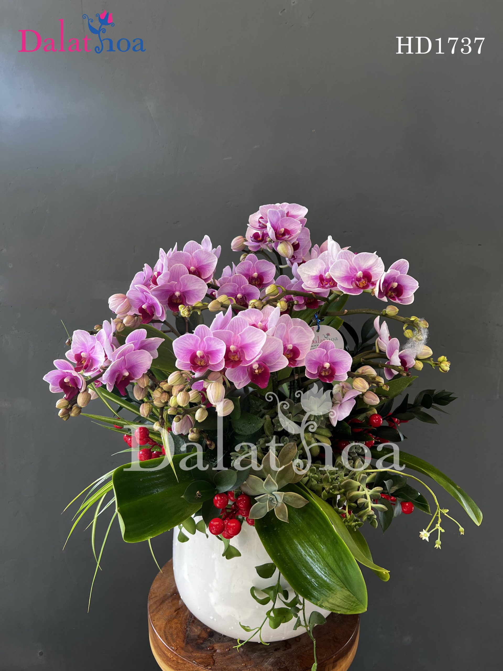 Tặng Hoa Lan Hồ Điệp Khi Ra Mắt Nhà Người Yêu