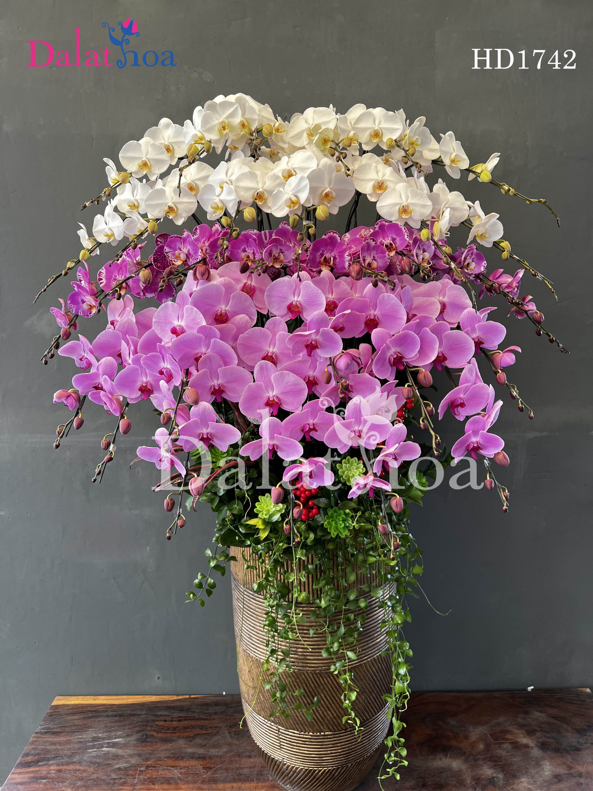 Hoa Lan Hồ Điệp – Niềm Vui Mùa Hè Bên Trẻ Nhỏ