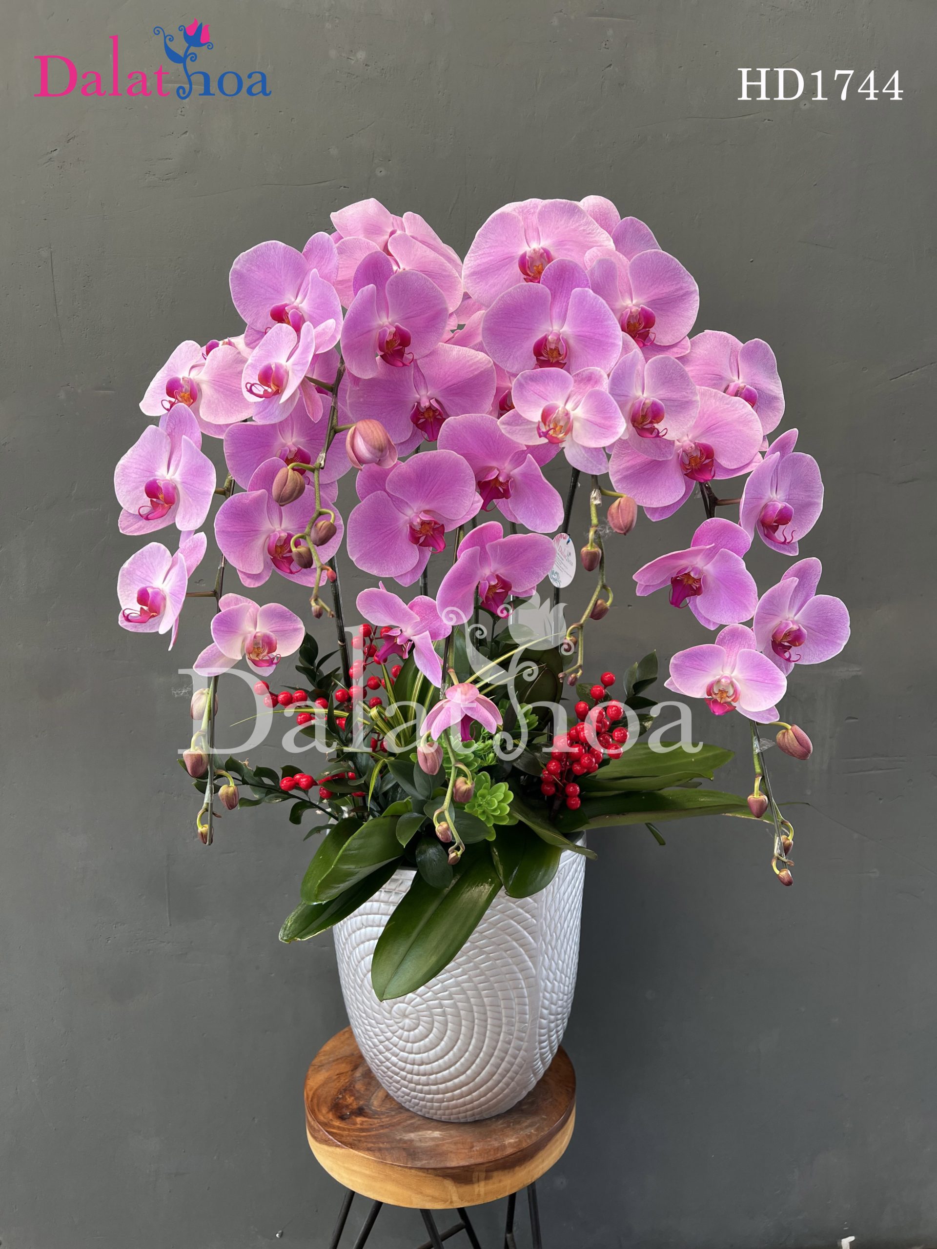 Hoa Lan Hồ Điệp Lười Biếng Vào Thứ Hai: Một Ngày Không Muốn Làm Gì Cả