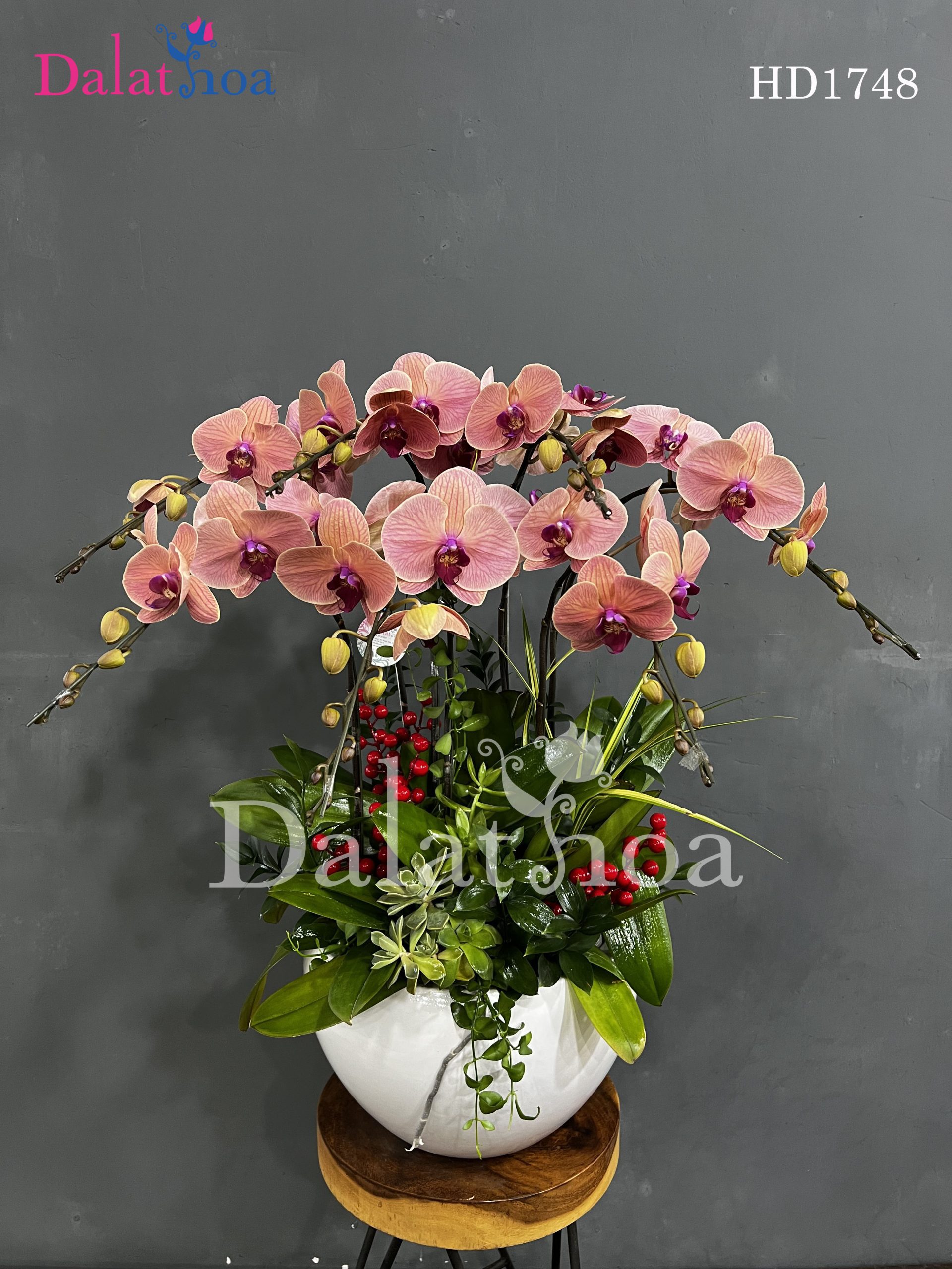 Hoa Lan Hồ Điệp Vẻ Đẹp Dịu Dàng Trong Những Ngày Mưa