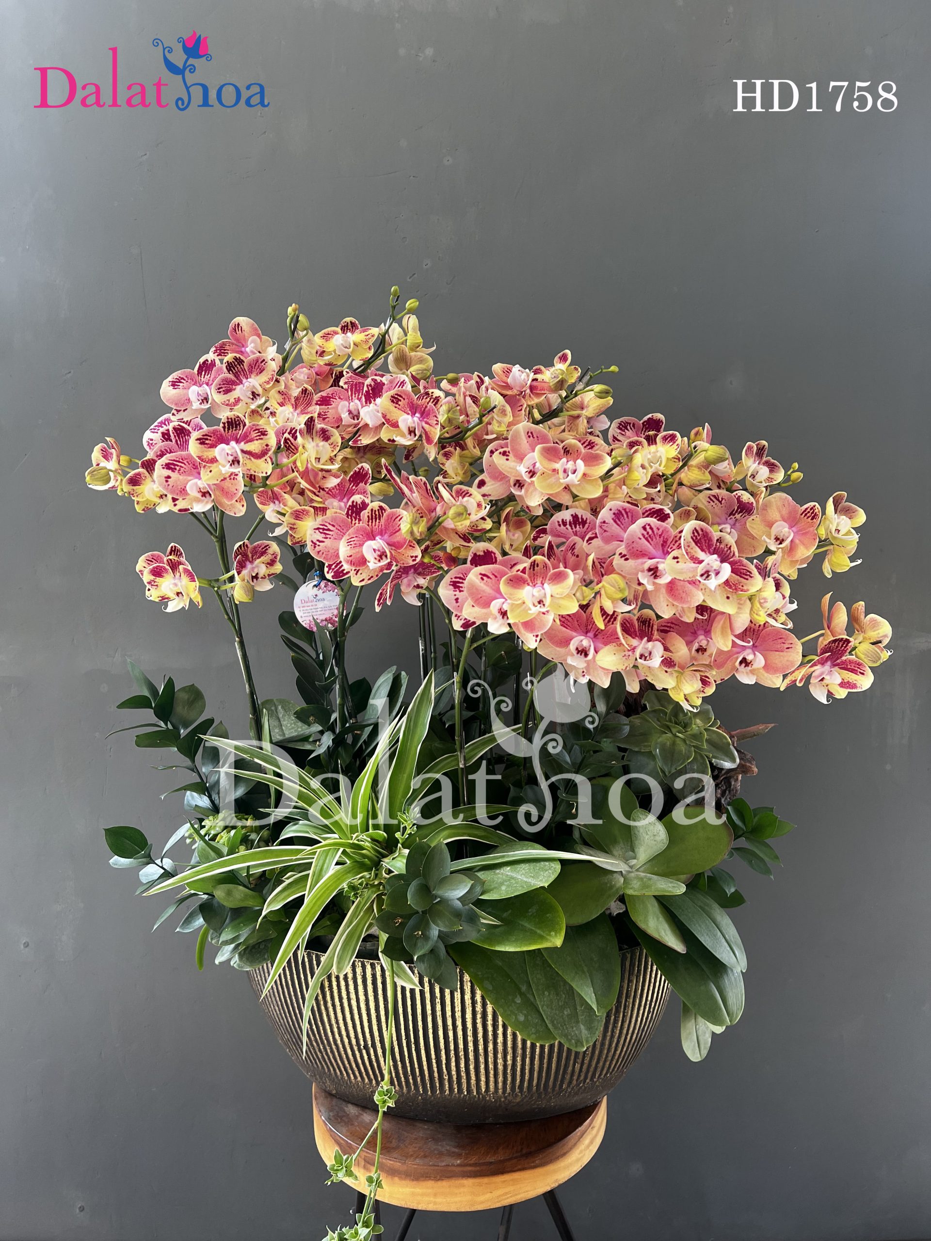 Tặng Hoa Lan Hồ Điệp Khi Ra Mắt Nhà Người Yêu