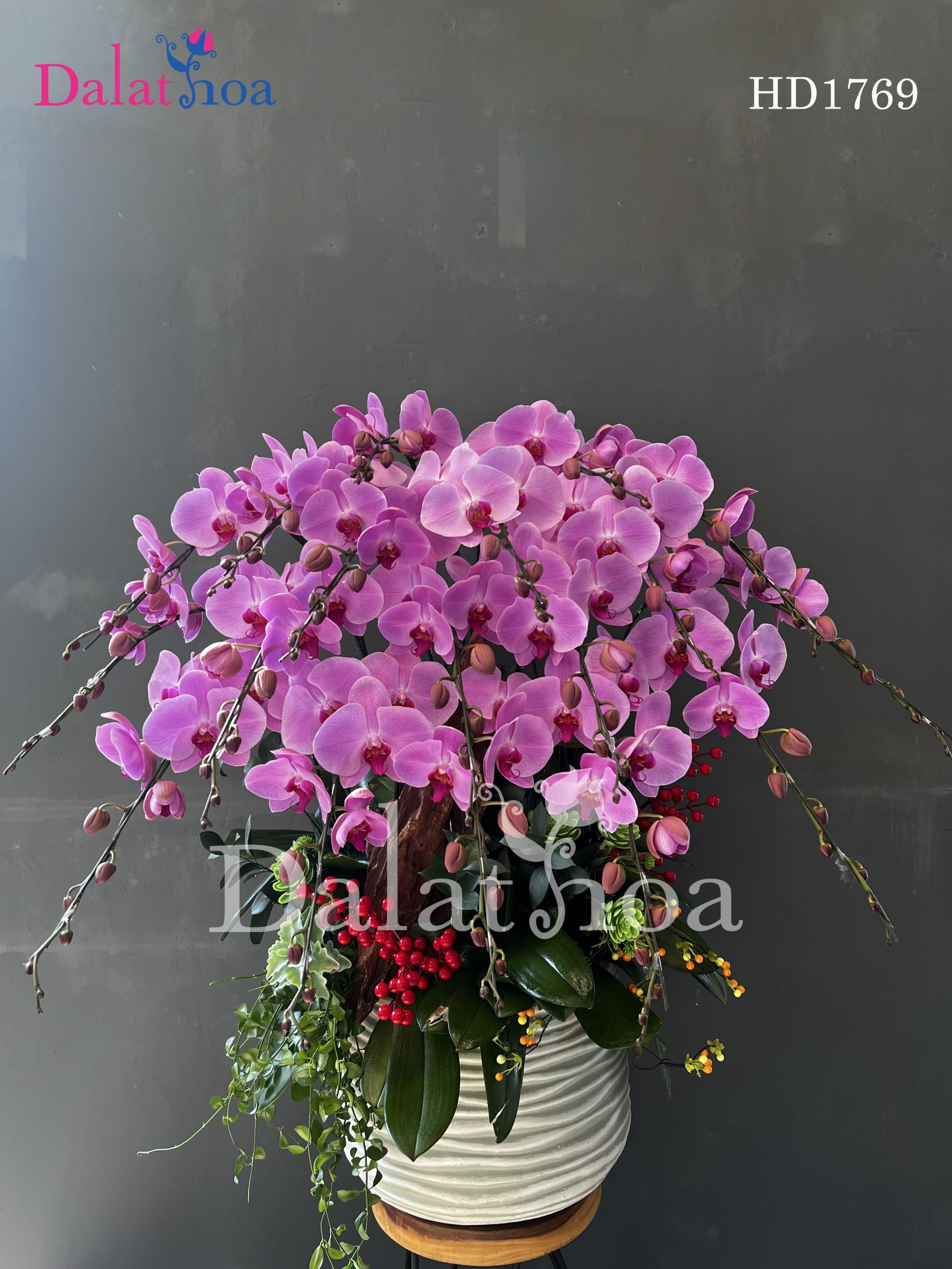 Những Câu Chuyện Hoa Lan Hồ Điệp Của Mùa Hè