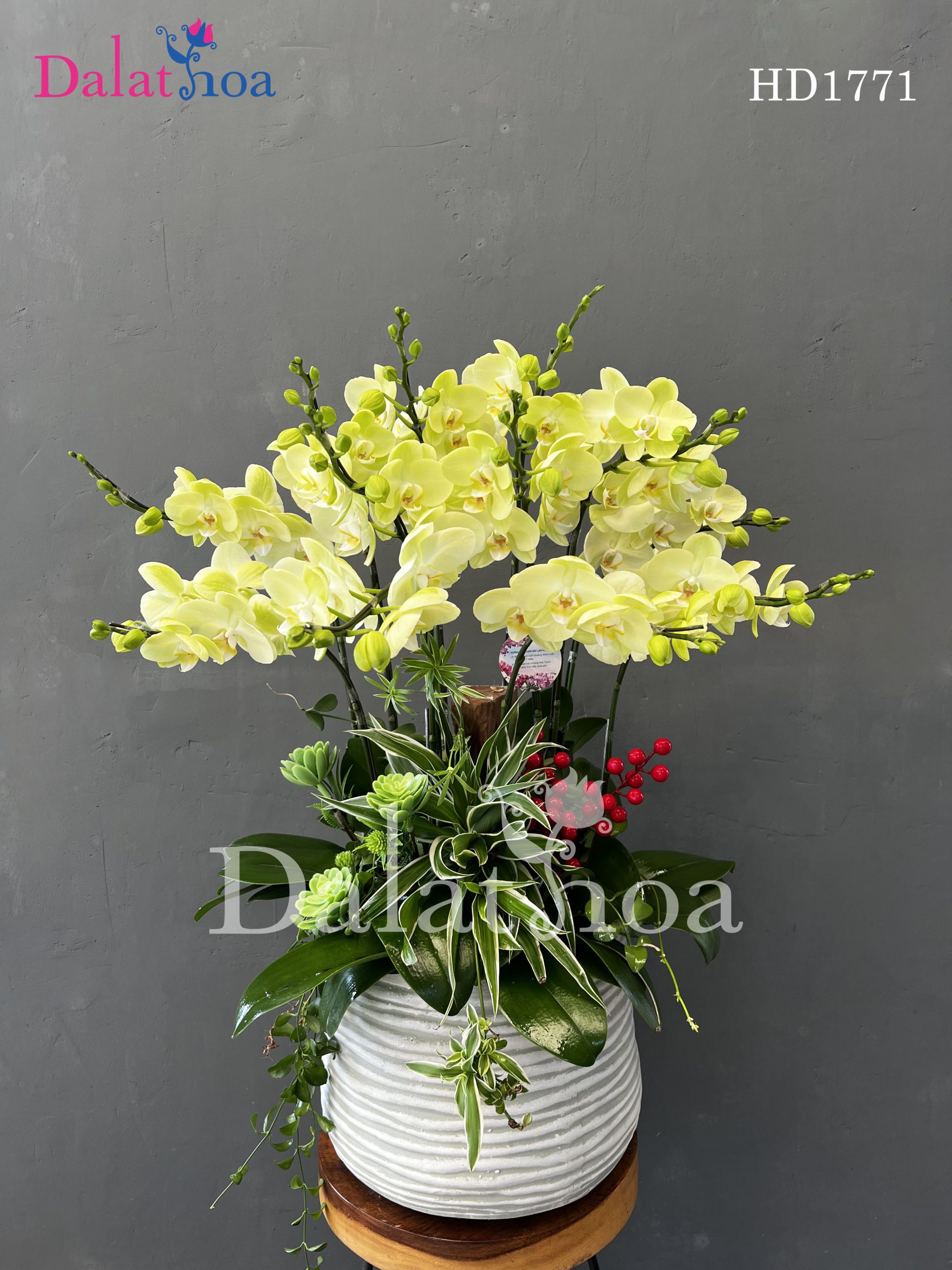 Những Câu Chuyện Hoa Lan Hồ Điệp Của Mùa Hè