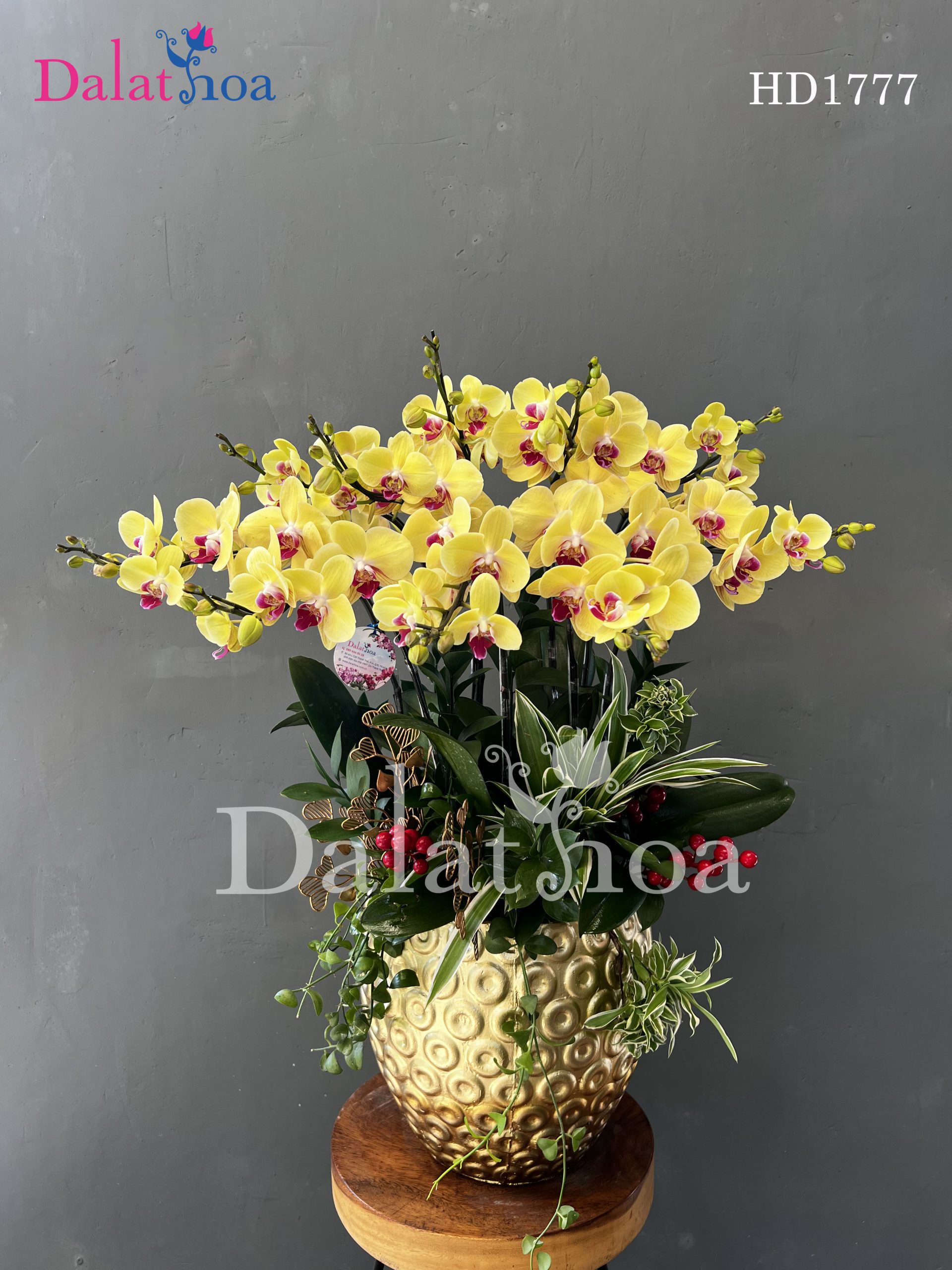 Hoa Lan Hồ Điệp Cô Lập Vì Khác Biệt Hay Vì Lỗi Lầm Của Chính Mình?