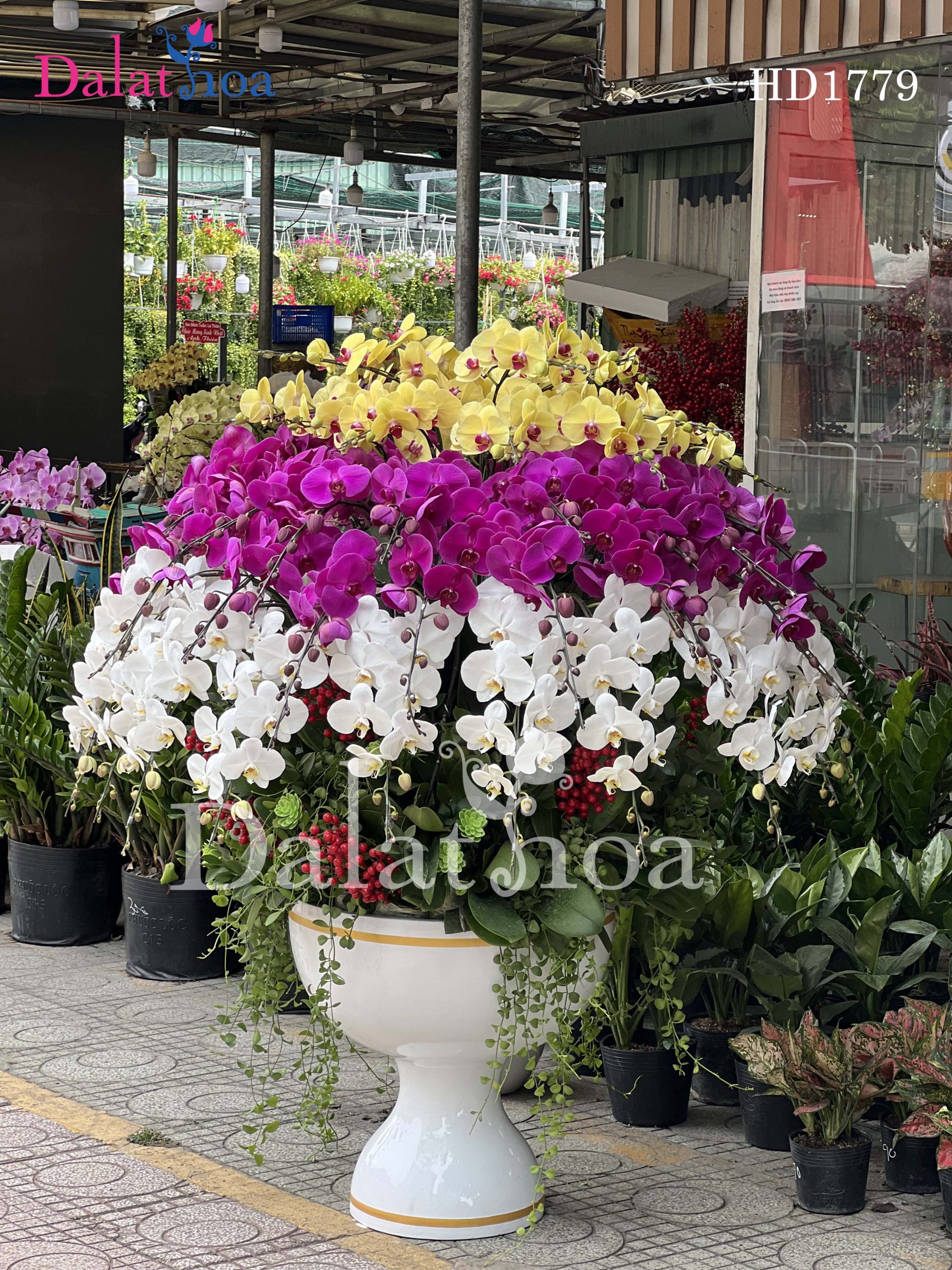 Hoa Lan Hồ Điệp – Niềm Vui Mùa Hè Bên Trẻ Nhỏ