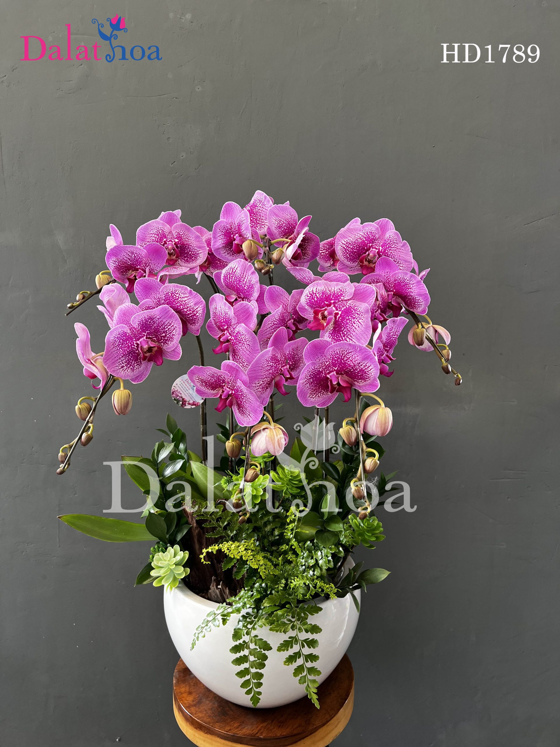 Xin Chào Tháng 6 – Cùng Hoa Lan Hồ Điệp Chào Đón Niềm Vui