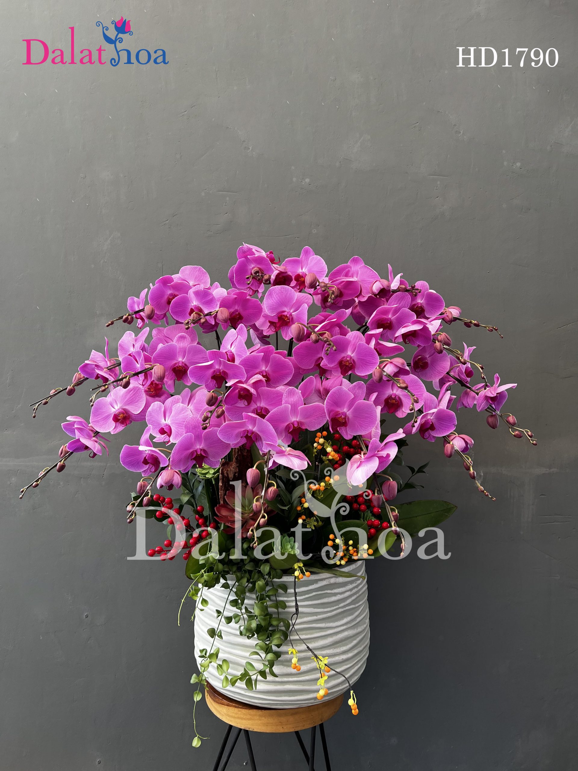 Vẻ Đẹp Trường Tồn Và Sâu Lắng Của Hoa Lan Hồ Điệp