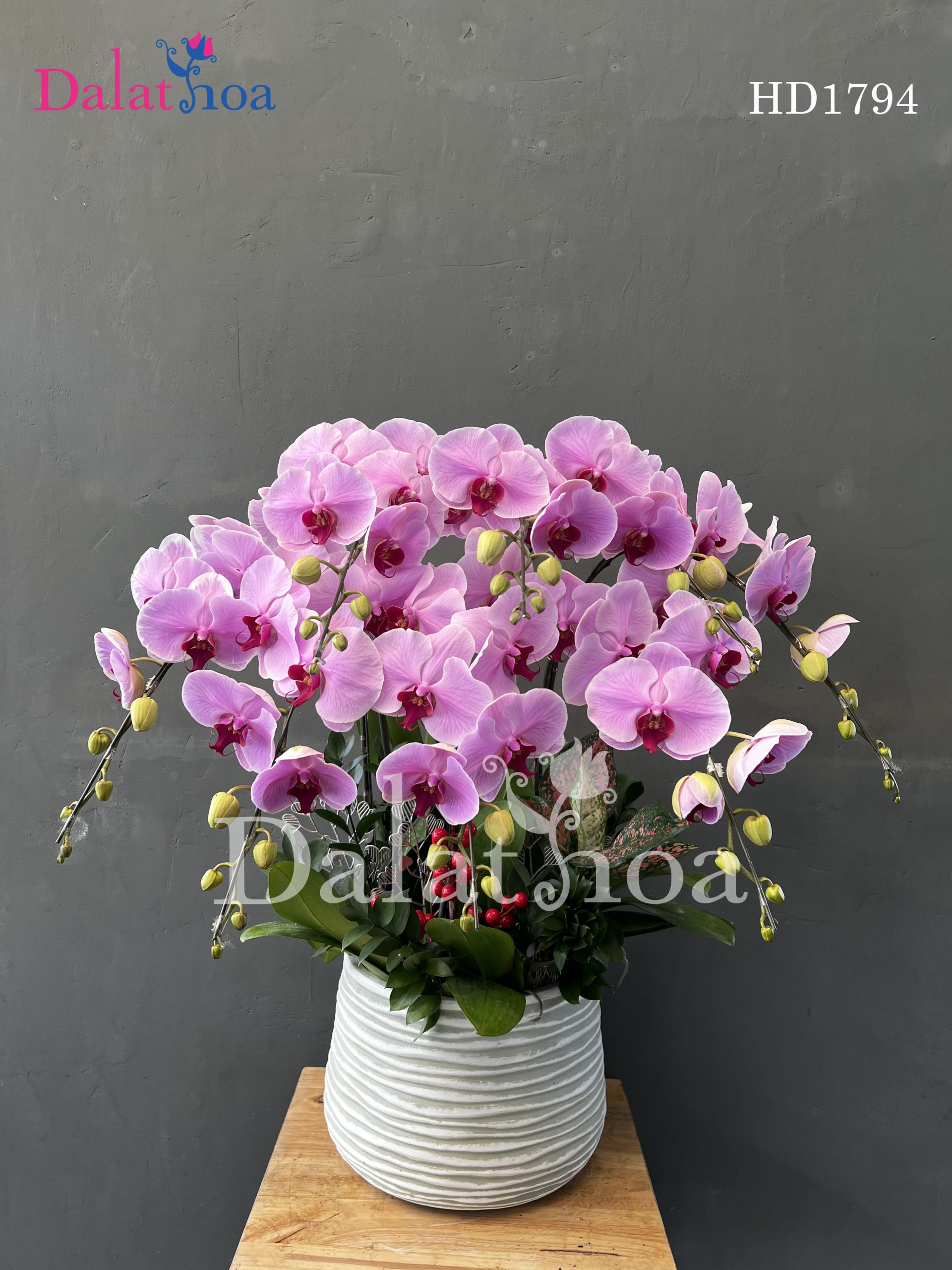 Hoa Lan Hồ Điệp Chuẩn Bị Chiến Đấu Với Cuộc Sống