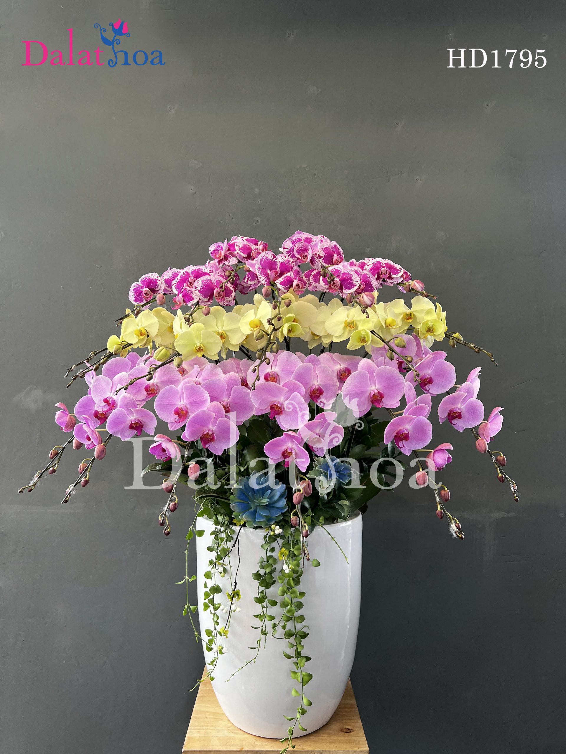 Hoa Lan Hồ Điệp – Niềm Vui Mùa Hè Bên Trẻ Nhỏ