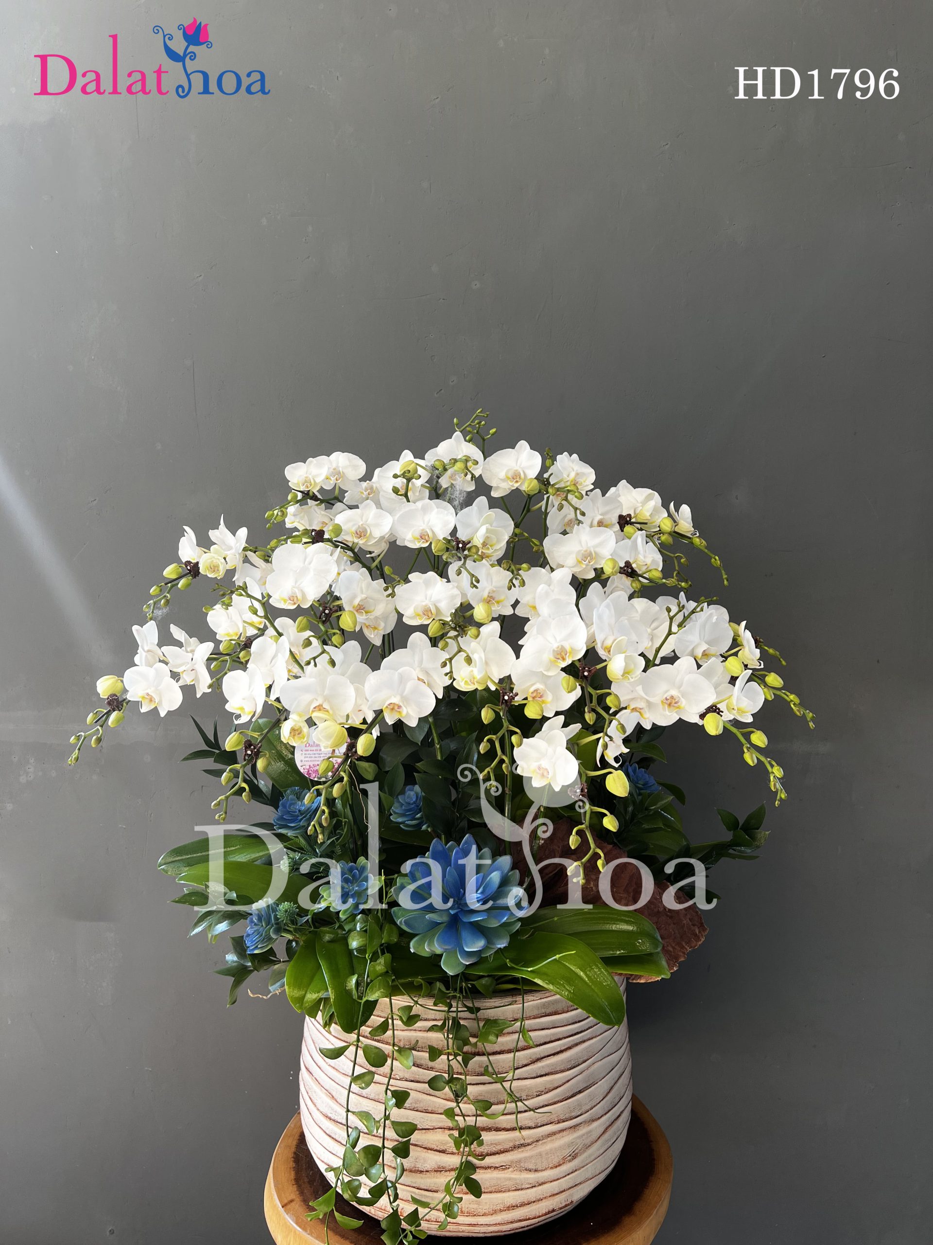 Xin Chào Tháng 6 – Cùng Hoa Lan Hồ Điệp Chào Đón Niềm Vui