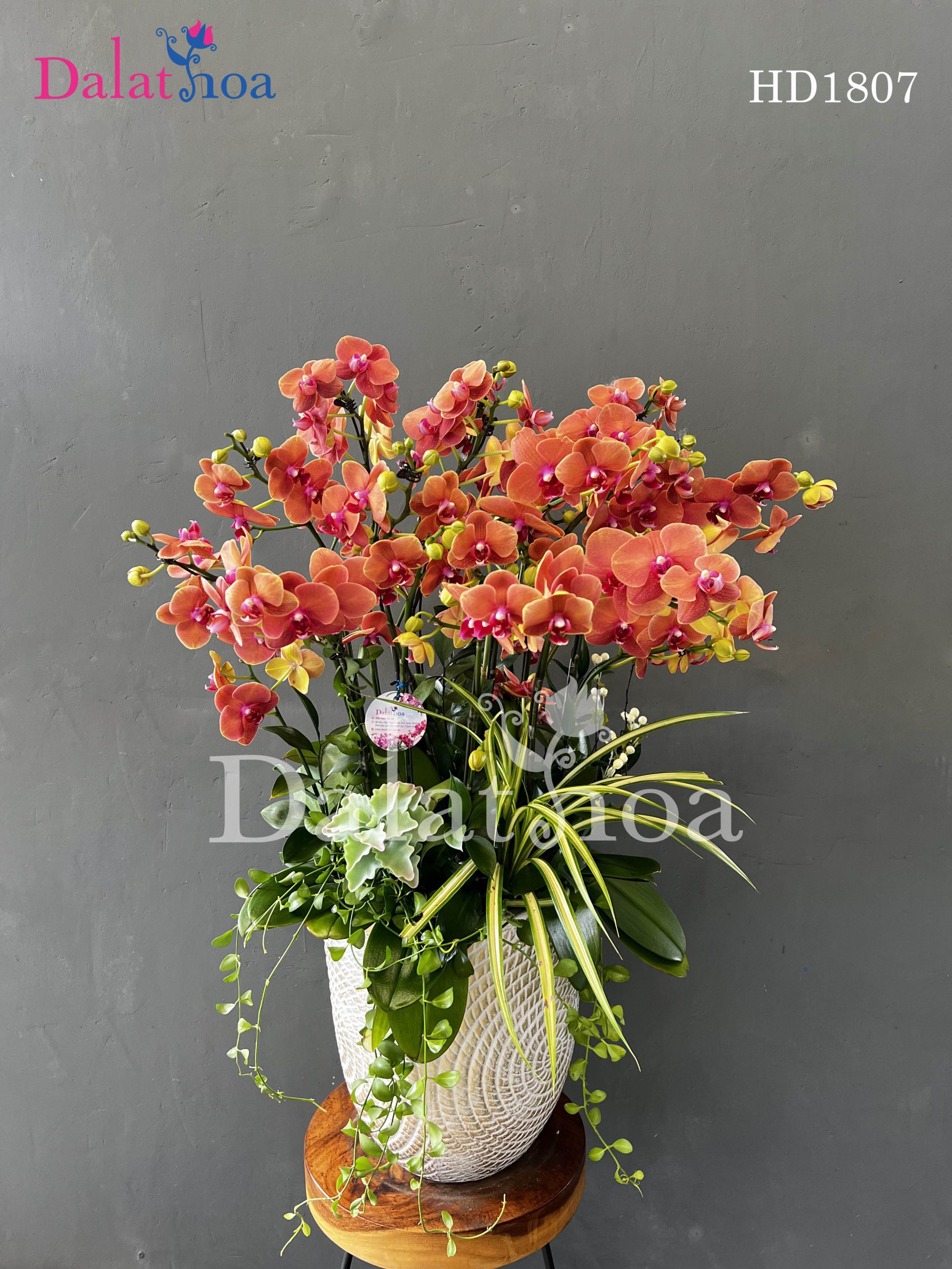 Tặng Hoa Lan Hồ Điệp Khi Ra Mắt Nhà Người Yêu