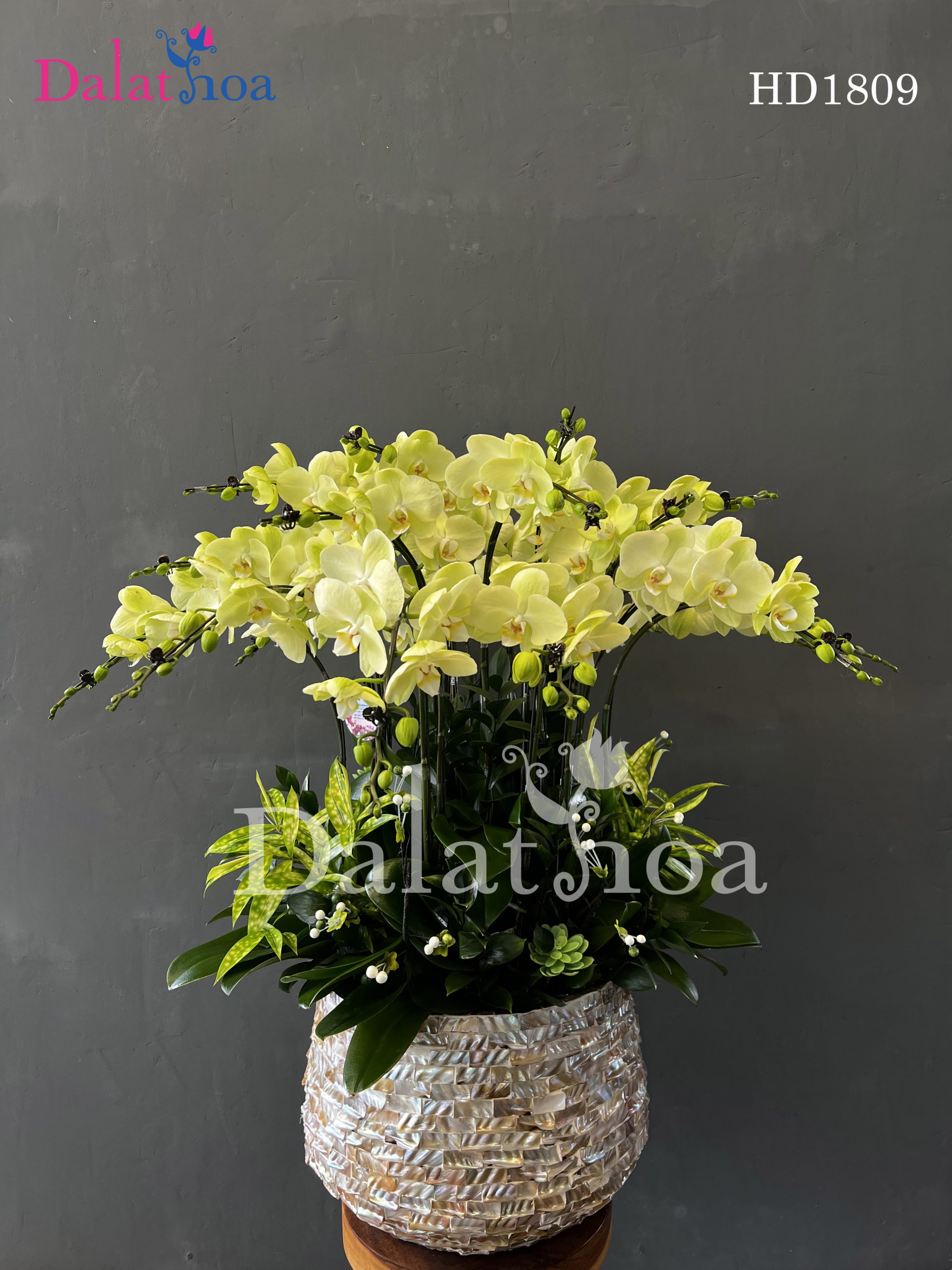 Hoa Lan Hồ Điệp – Vẻ Đẹp Kiêu Sa Khó Cưỡng