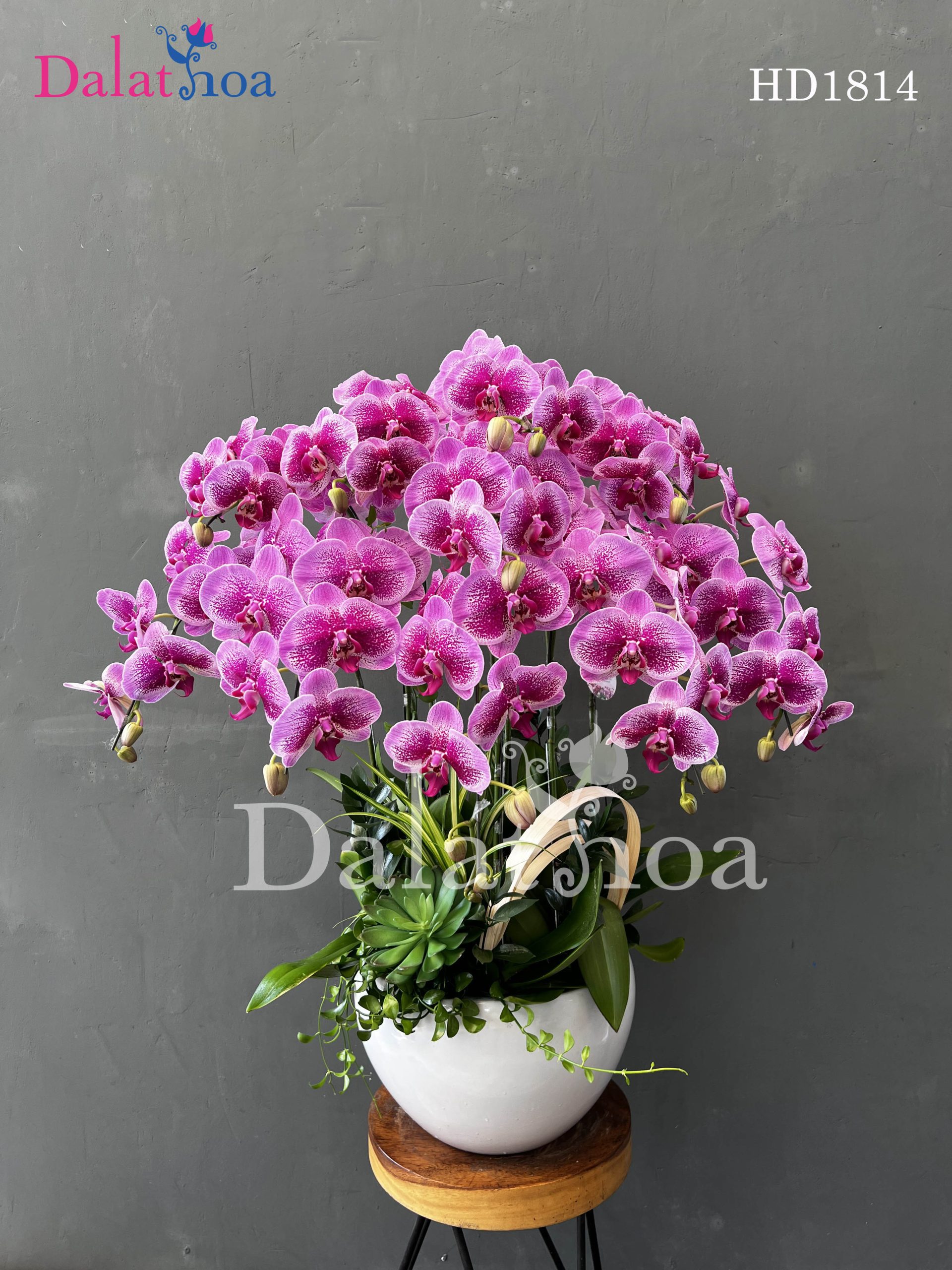 Hoa Lan Hồ Điệp – Niềm Vui Mùa Hè Bên Trẻ Nhỏ