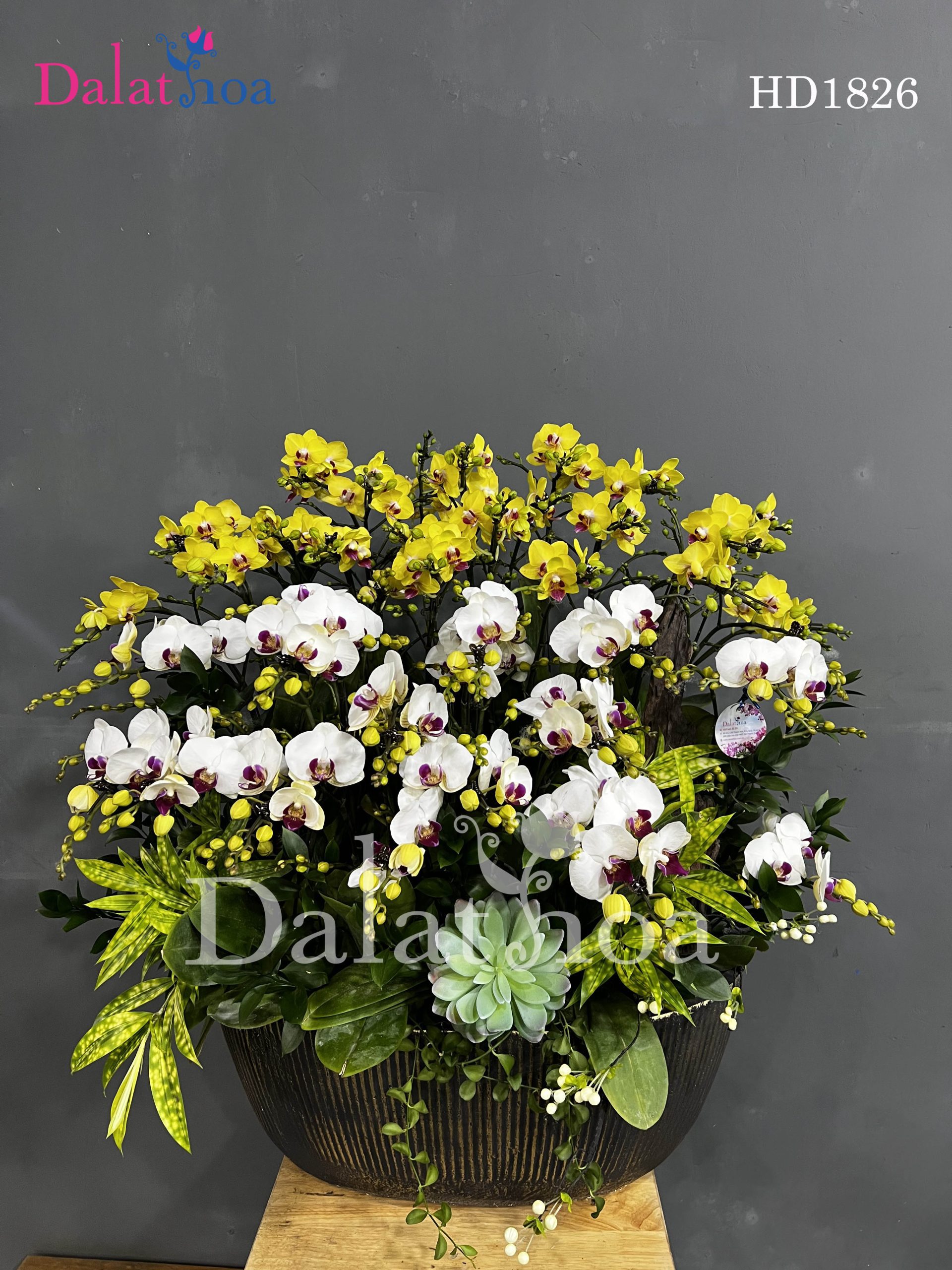 Hoa Lan Hồ Điệp – Người Bạn Dịu Dàng Của Tinh Thần