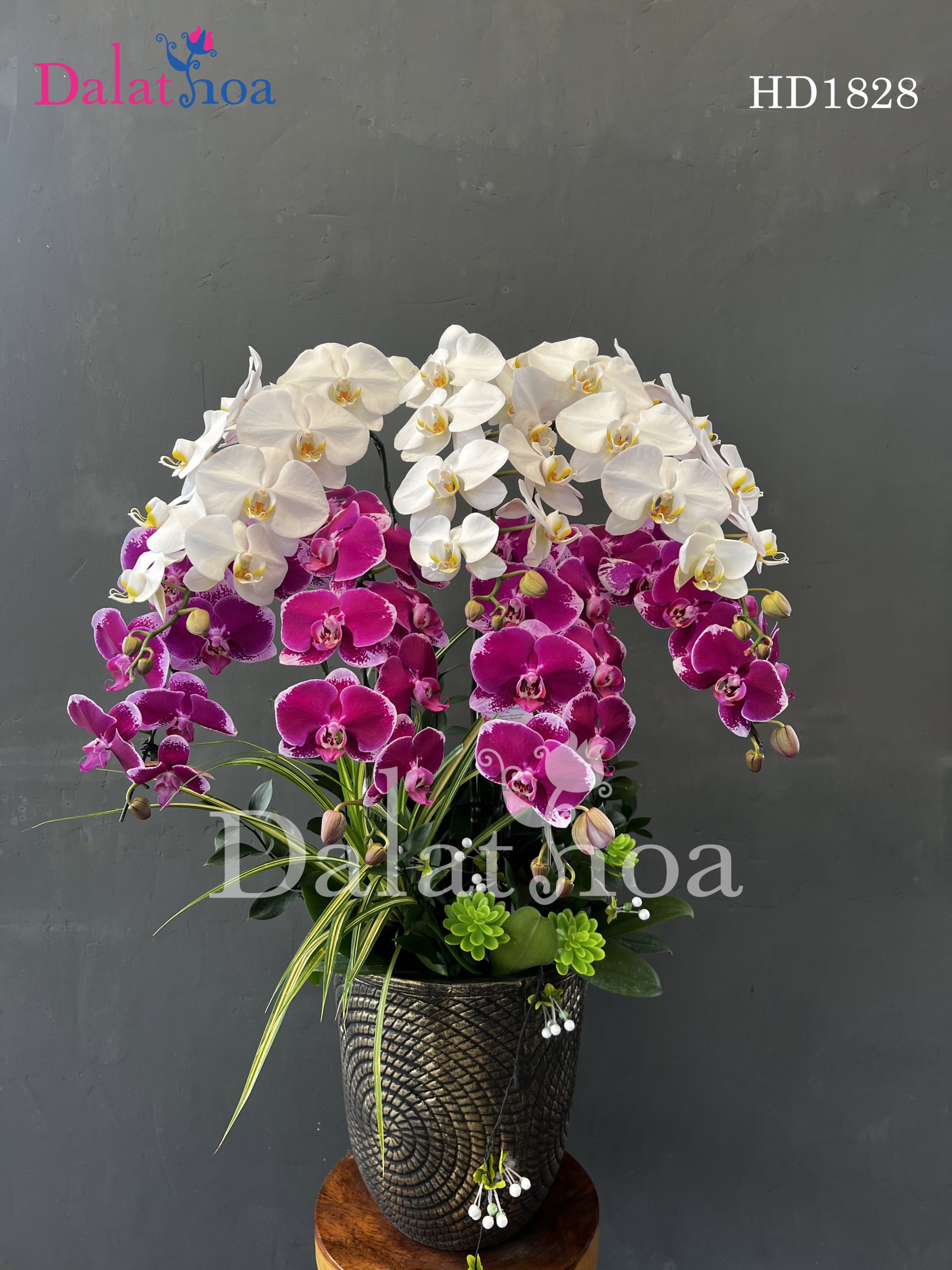 Hoa Lan Hồ Điệp Cô Lập Vì Khác Biệt Hay Vì Lỗi Lầm Của Chính Mình?