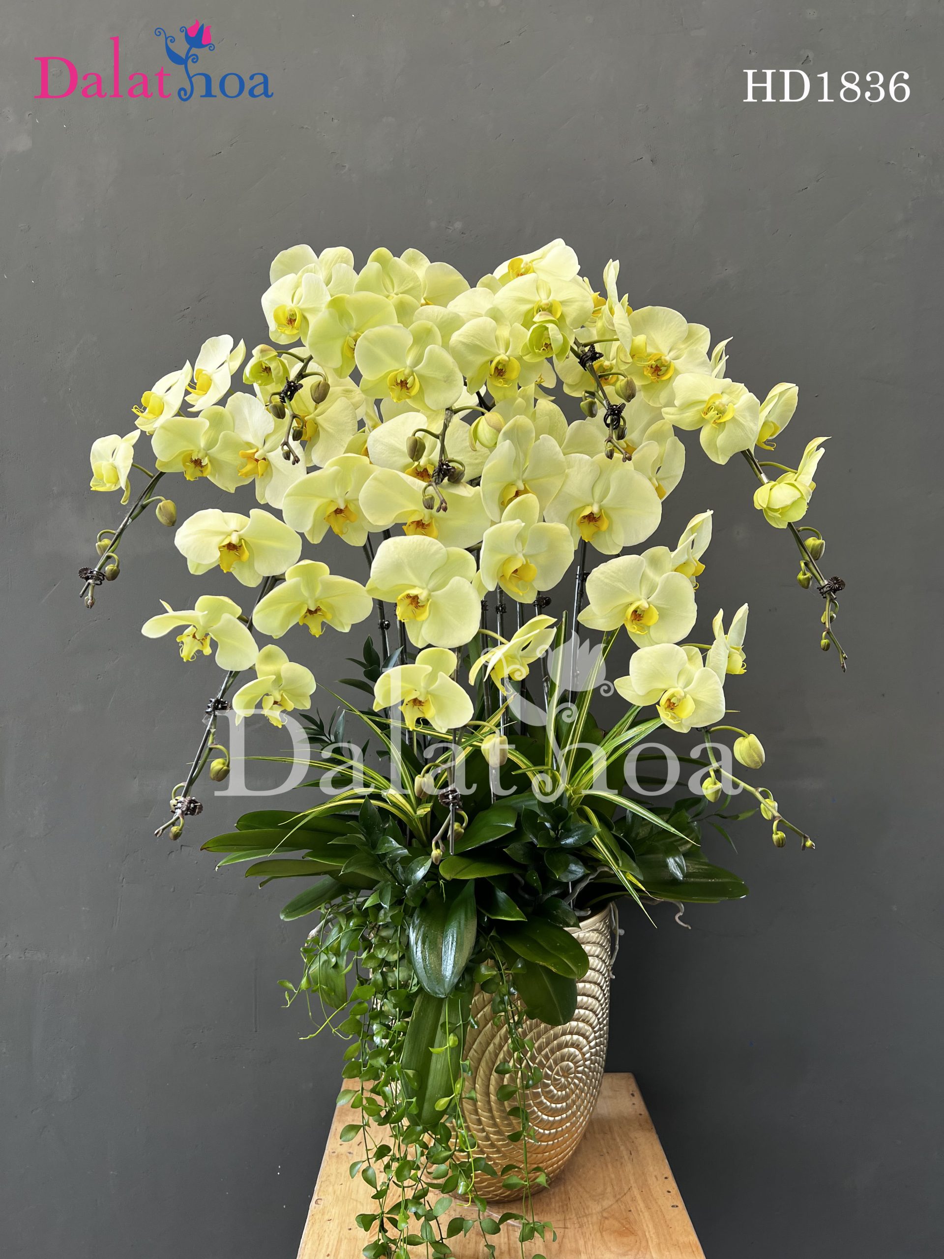 Nụ Cười Tại Dalathoa Khi Một Nụ Cười Có Thể Thay Đổi Cả Một Ngày