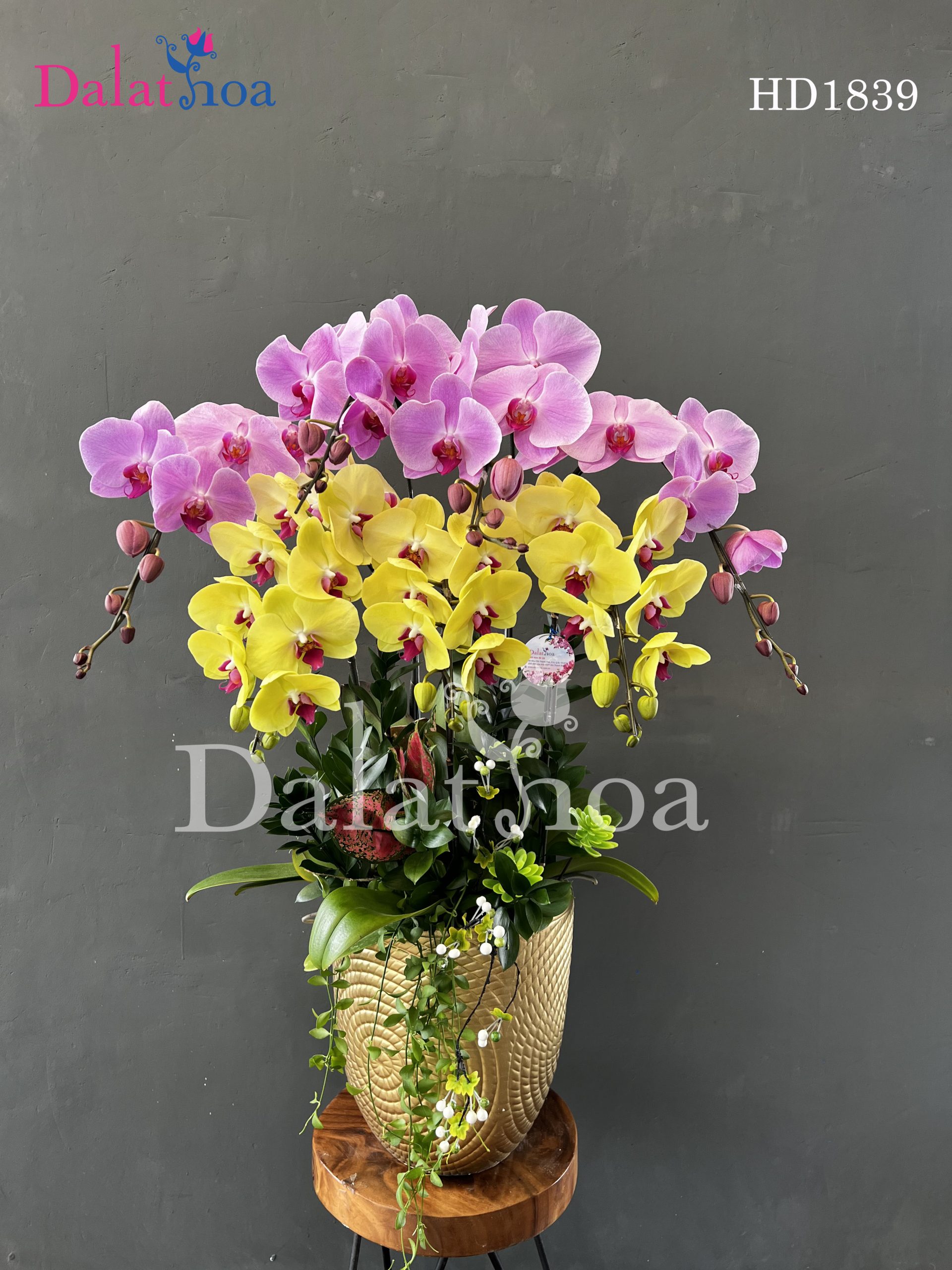 Hoa Lan Hồ Điệp Trong Sự Băn Khoăn Chọn Lựa