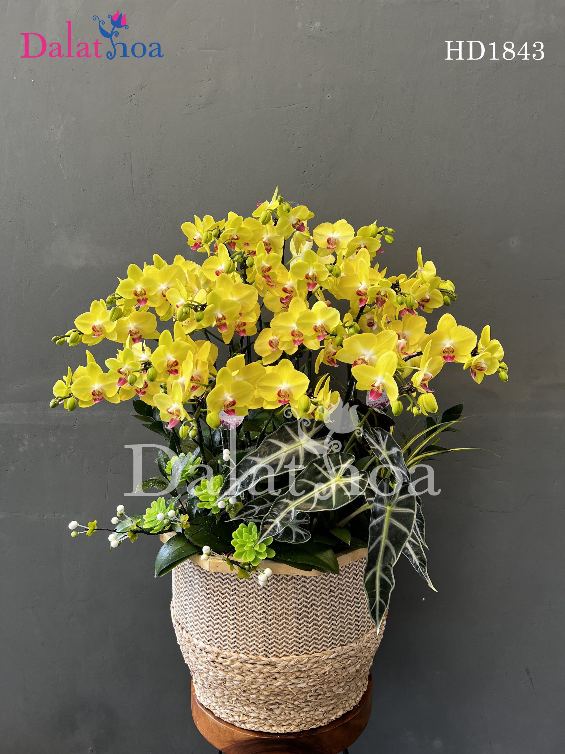 Tặng Hoa Lan Hồ Điệp Khi Ra Mắt Nhà Người Yêu