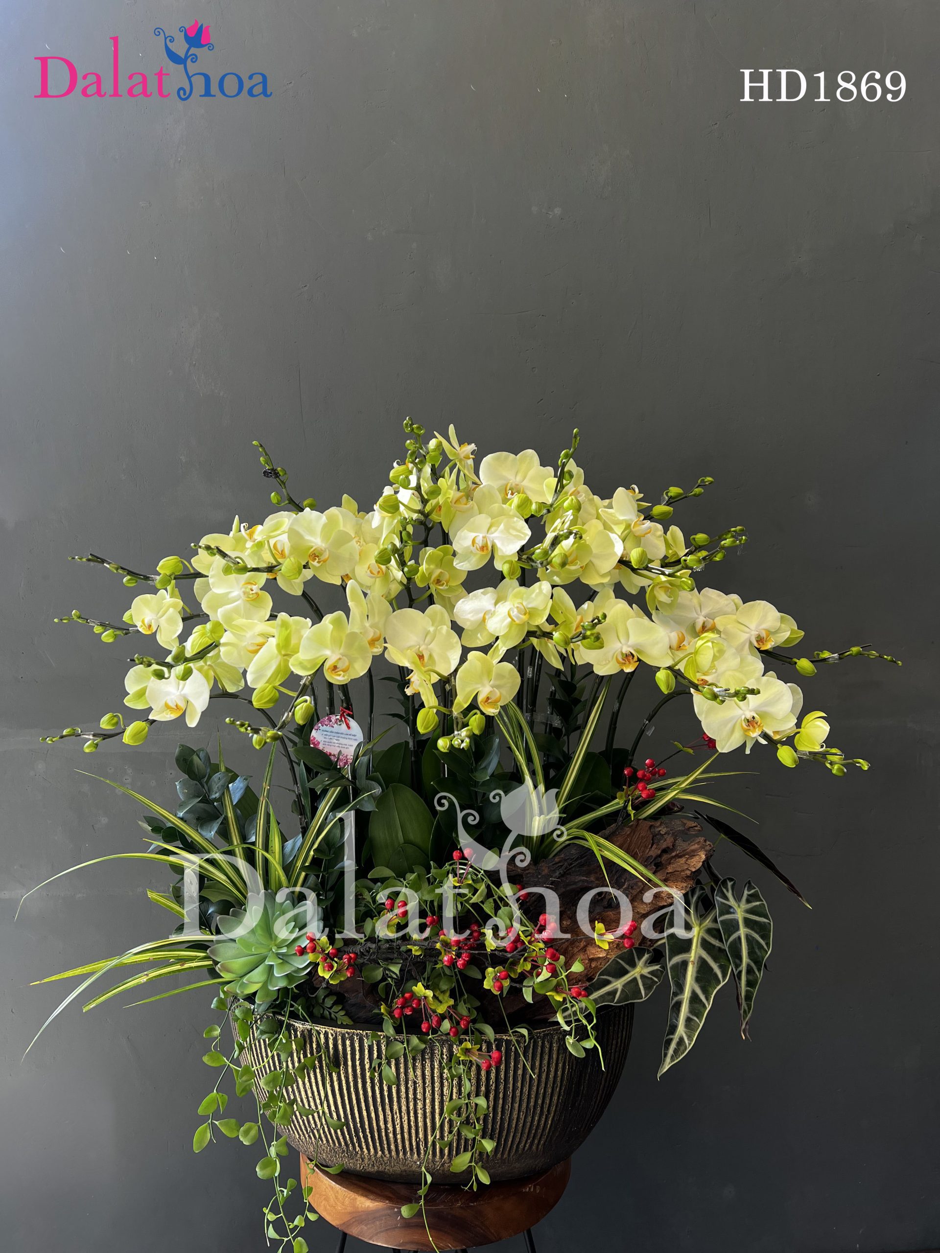 Tặng Hoa Lan Hồ Điệp Khi Ra Mắt Nhà Người Yêu