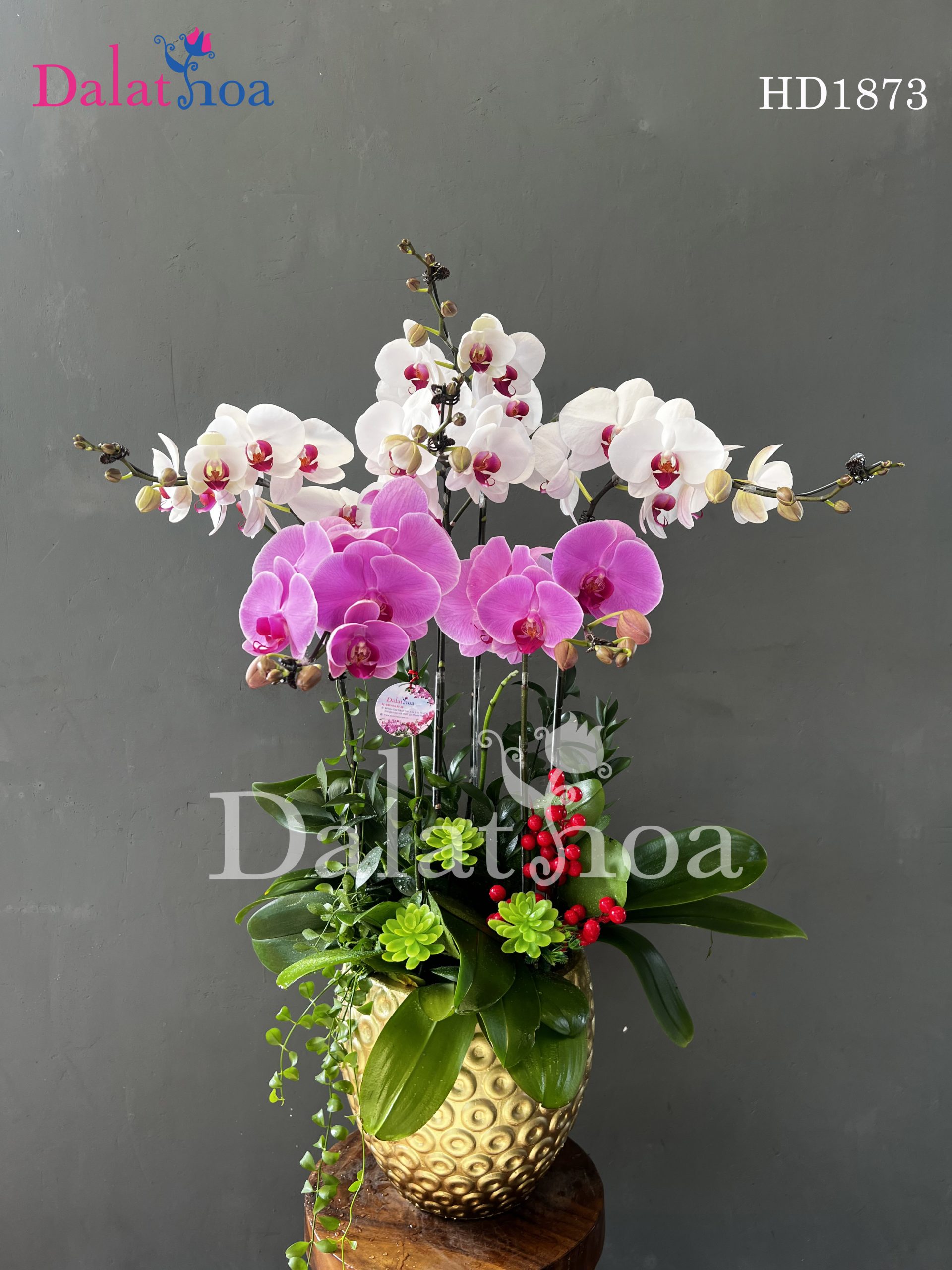 Hoa Lan Hồ Điệp Trong Sự Băn Khoăn Chọn Lựa