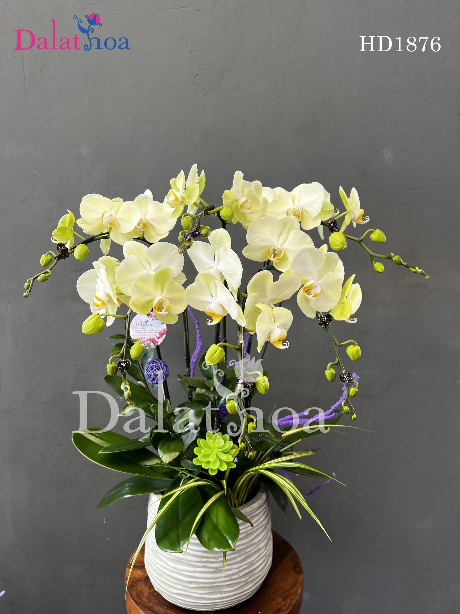 Khi Lan Hồ Điệp Cũng Biết Mơ