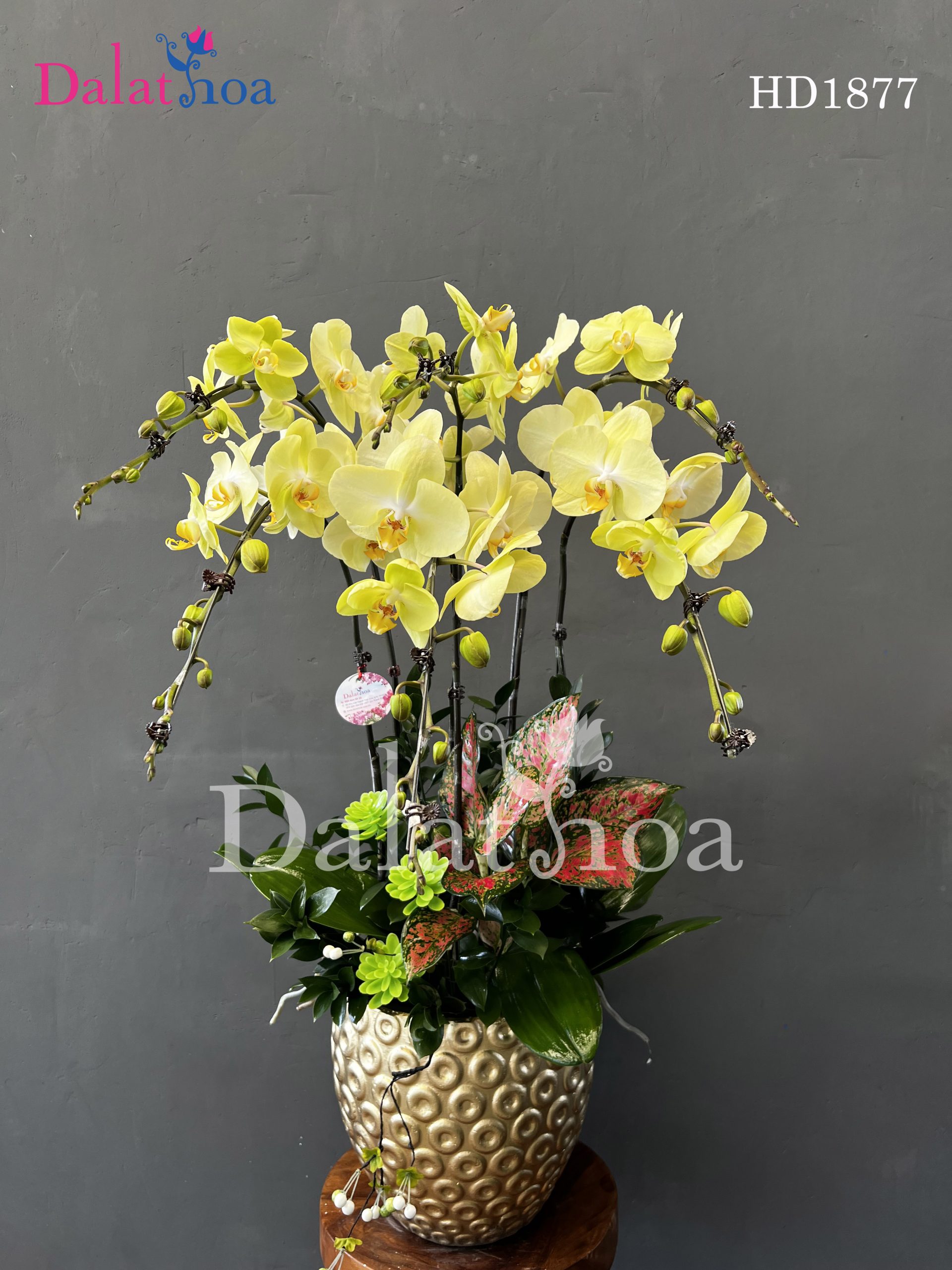 Khi Hoa Lan Hồ Điệp Cũng Biết Mệt Mỏi