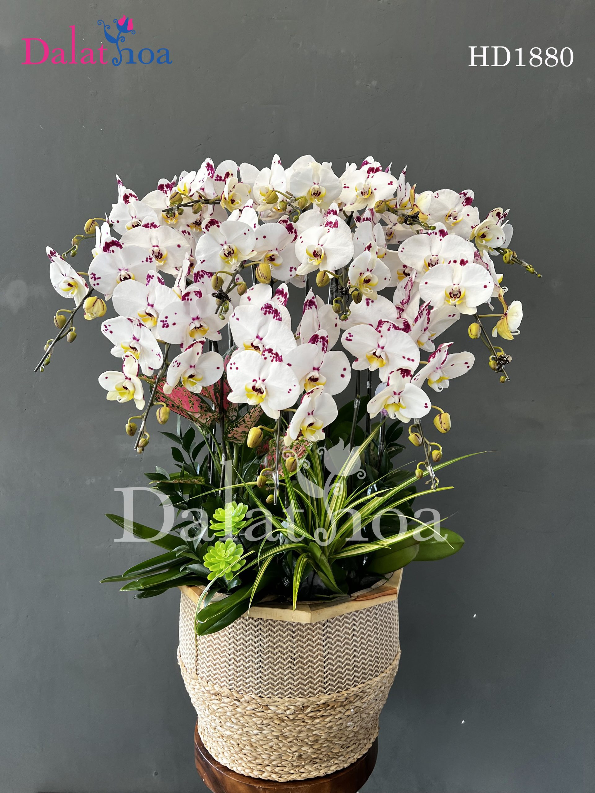 Nụ Cười Tại Dalathoa Khi Một Nụ Cười Có Thể Thay Đổi Cả Một Ngày