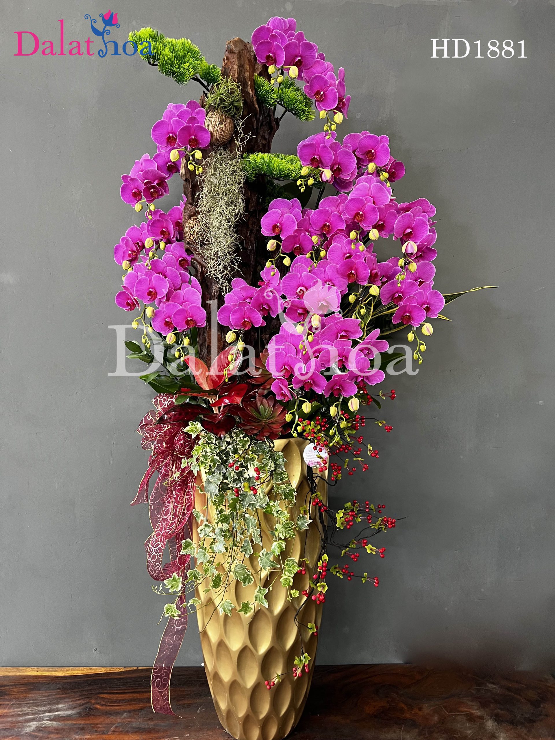 Hoa Lan Hồ Điệp – Người Bạn Dịu Dàng Của Tinh Thần