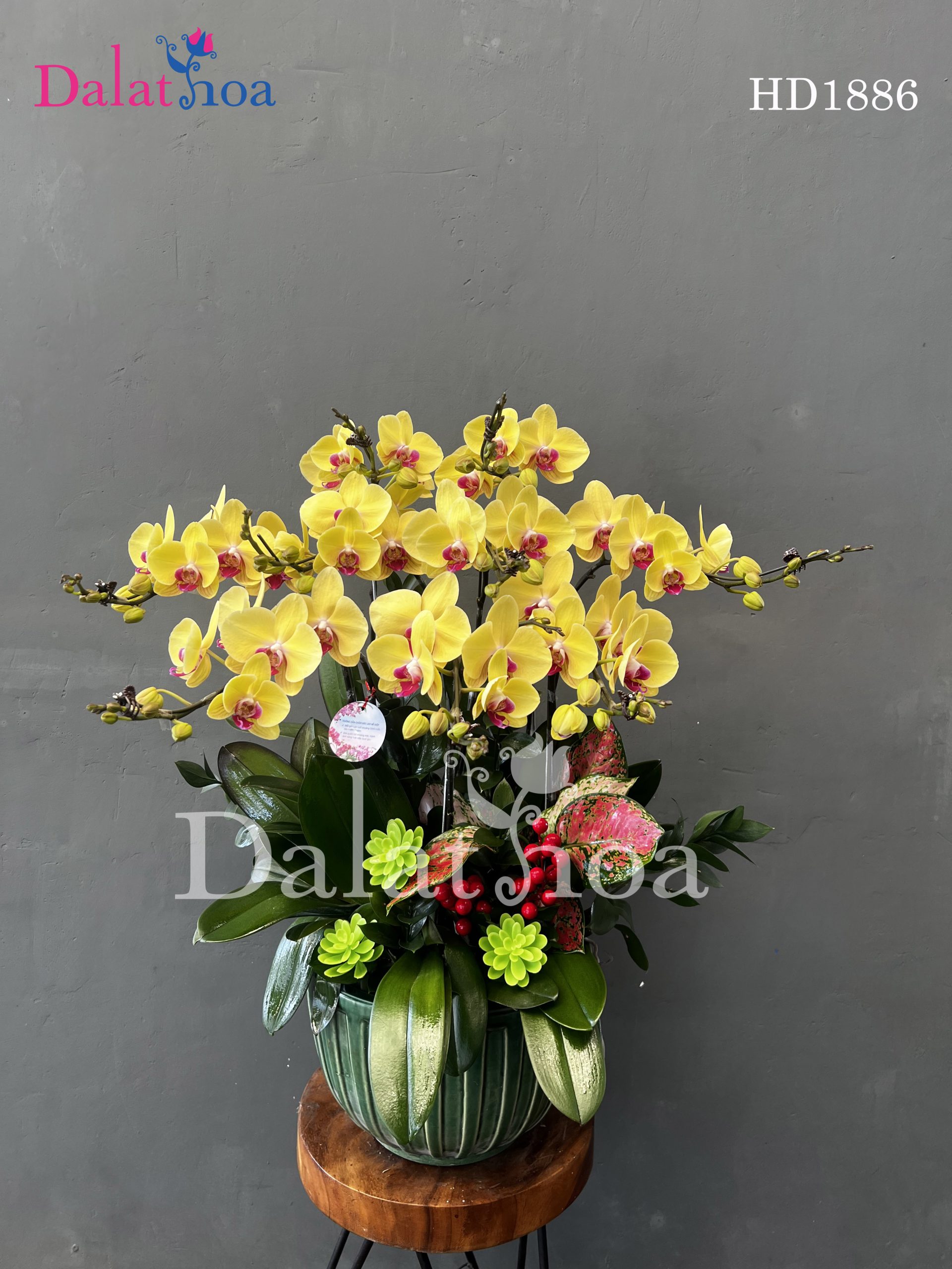 Thanh Xuân Trú Ngụ Trong Cánh Lan Hồ Điệp