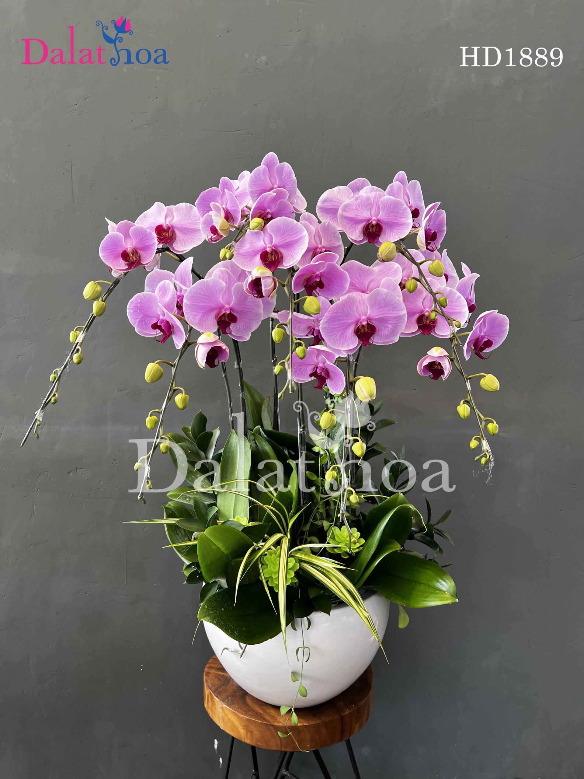 Nụ Cười Tại Dalathoa Khi Một Nụ Cười Có Thể Thay Đổi Cả Một Ngày